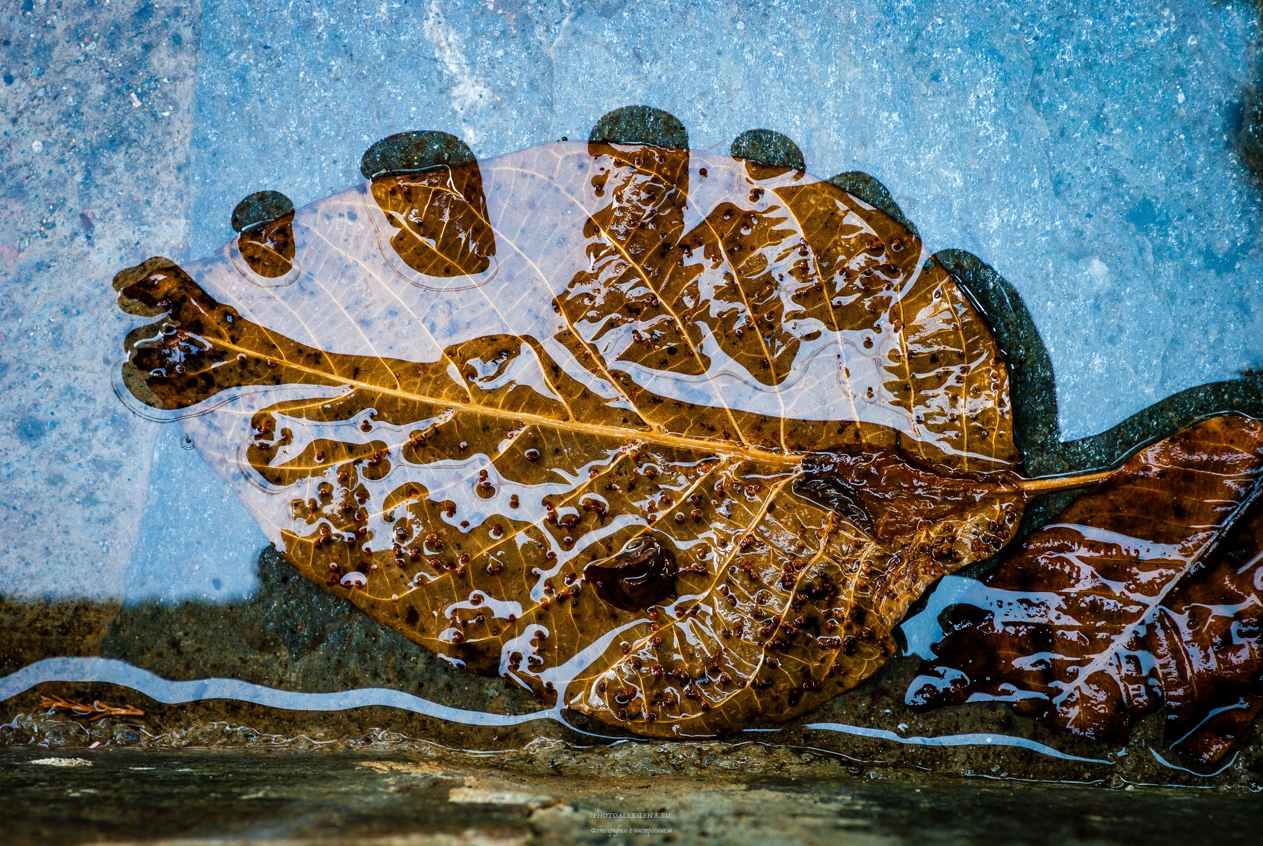 Что такое осень?. Авторские стильные фотокартины