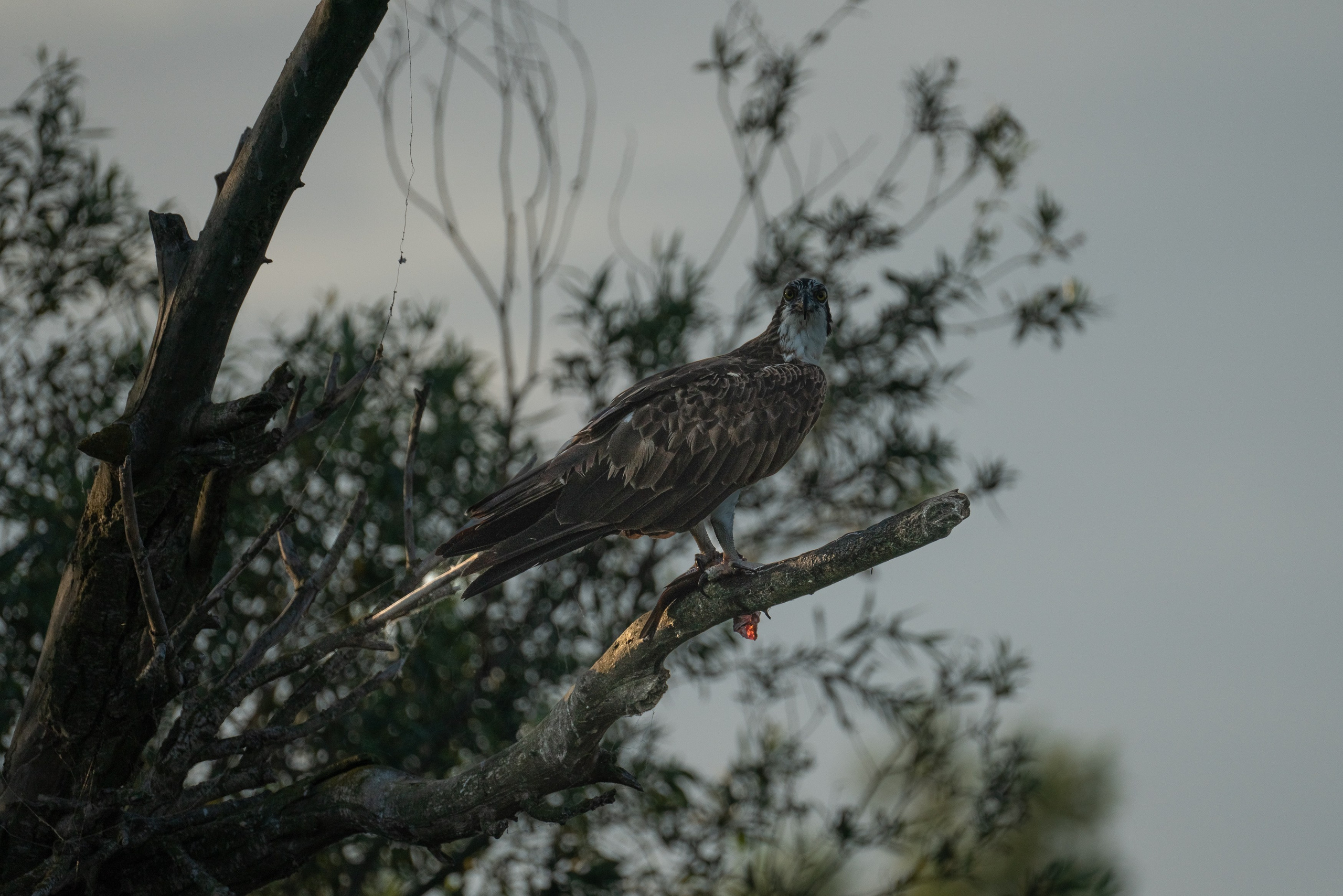 Барханы и лотосы. Июль–Август