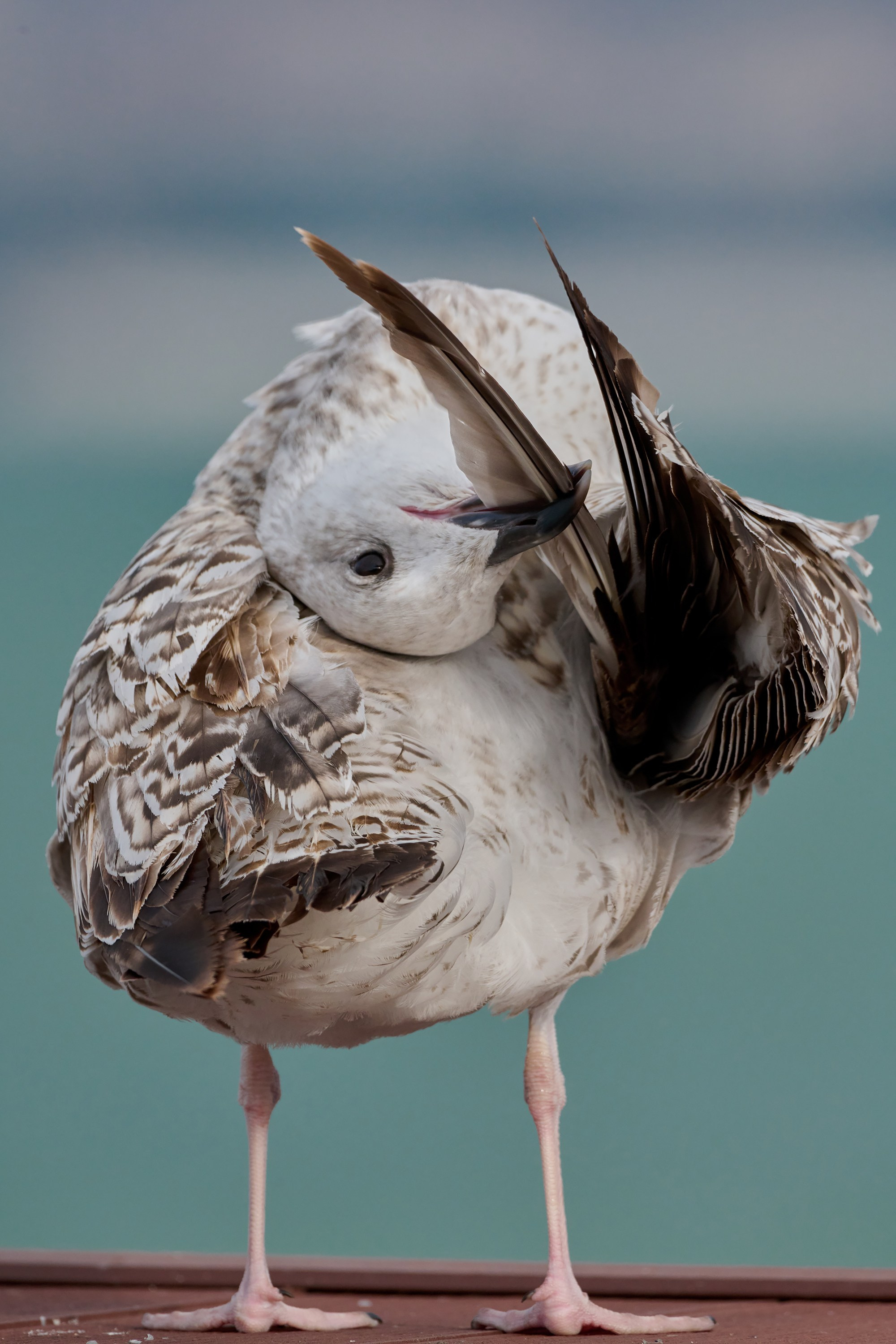 Фотографии животных. Яркие фото на Чёрном море