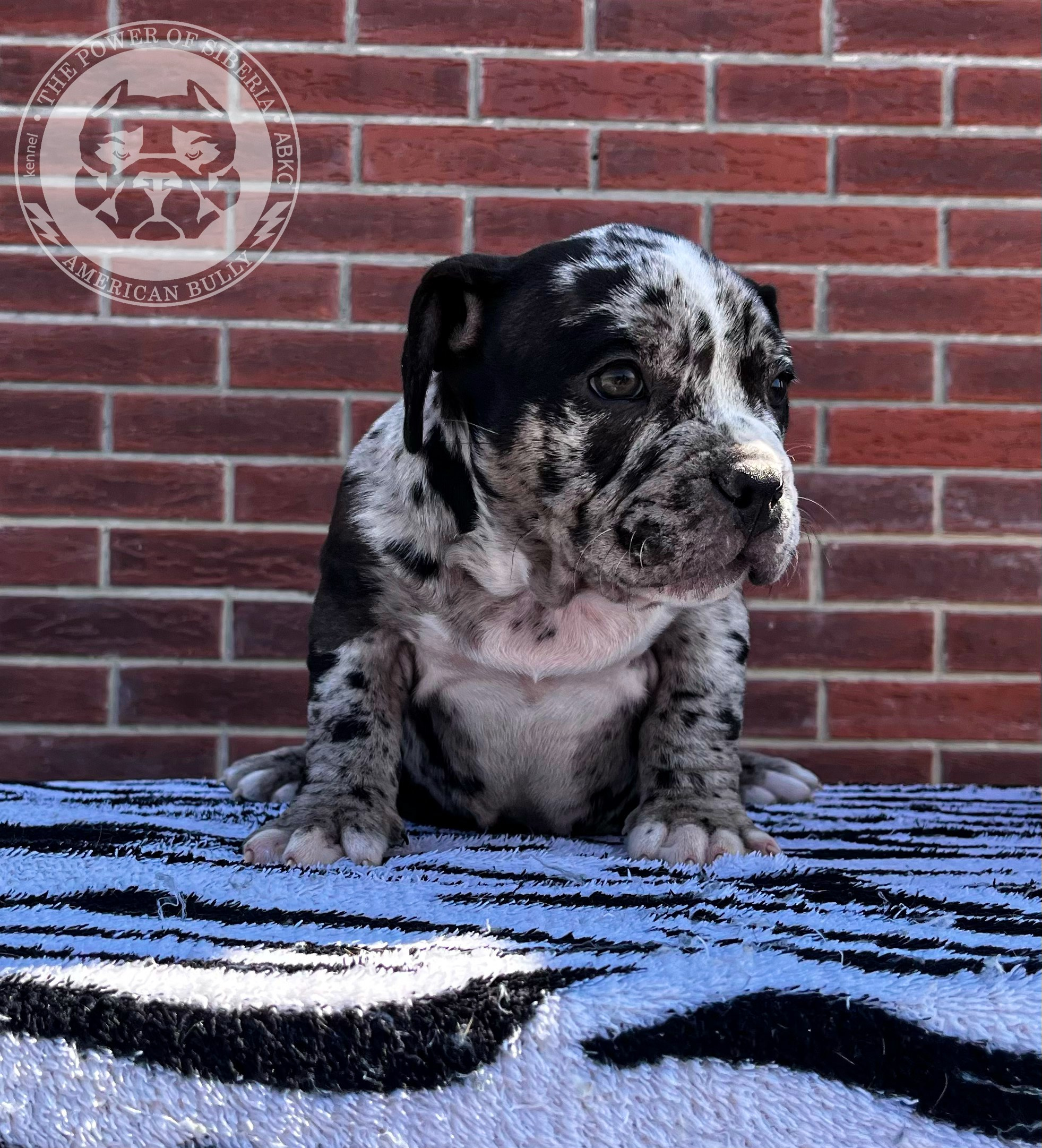 Помет Каспер и Асти. 13.04.25. Американский Булли в г. Ростов-на-Дону. Питомник THE POWER OF SIBERIA