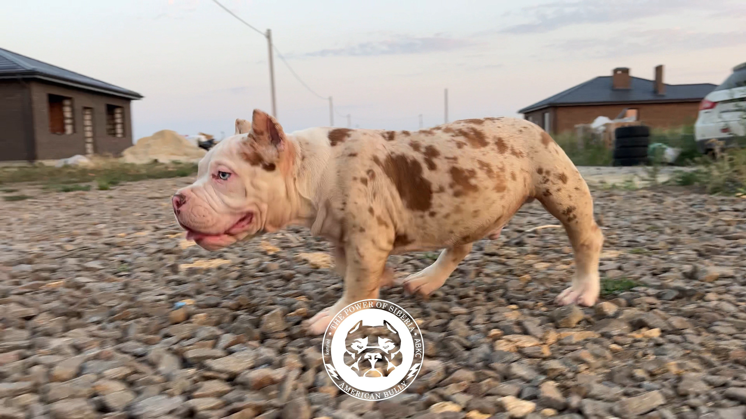 Помет Каспер и Асти. 13.04.25. Американский Булли в г. Ростов-на-Дону. Питомник THE POWER OF SIBERIA