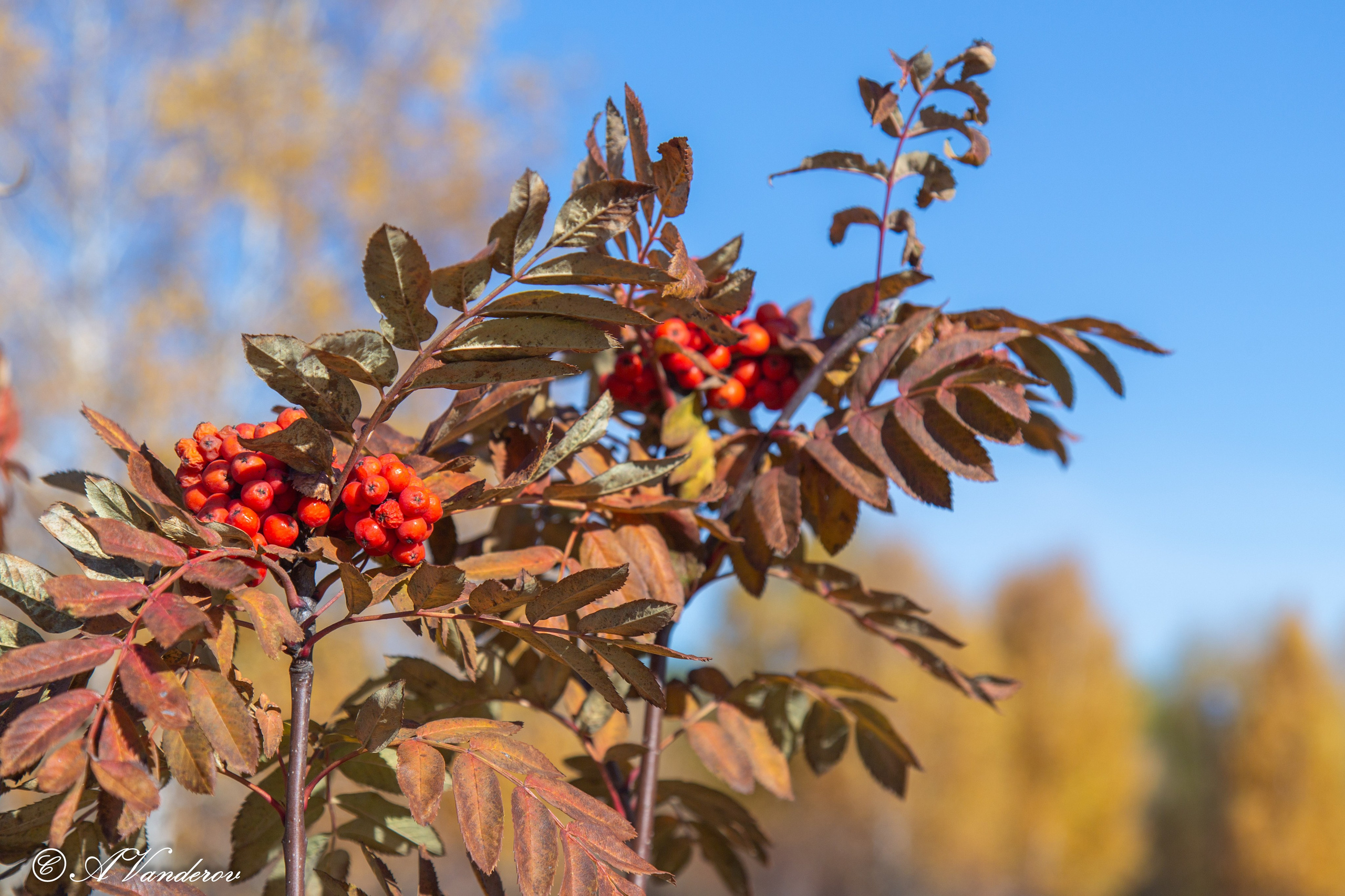 День ходьбы 2024. Фотограф Омск | Александр Вандеров