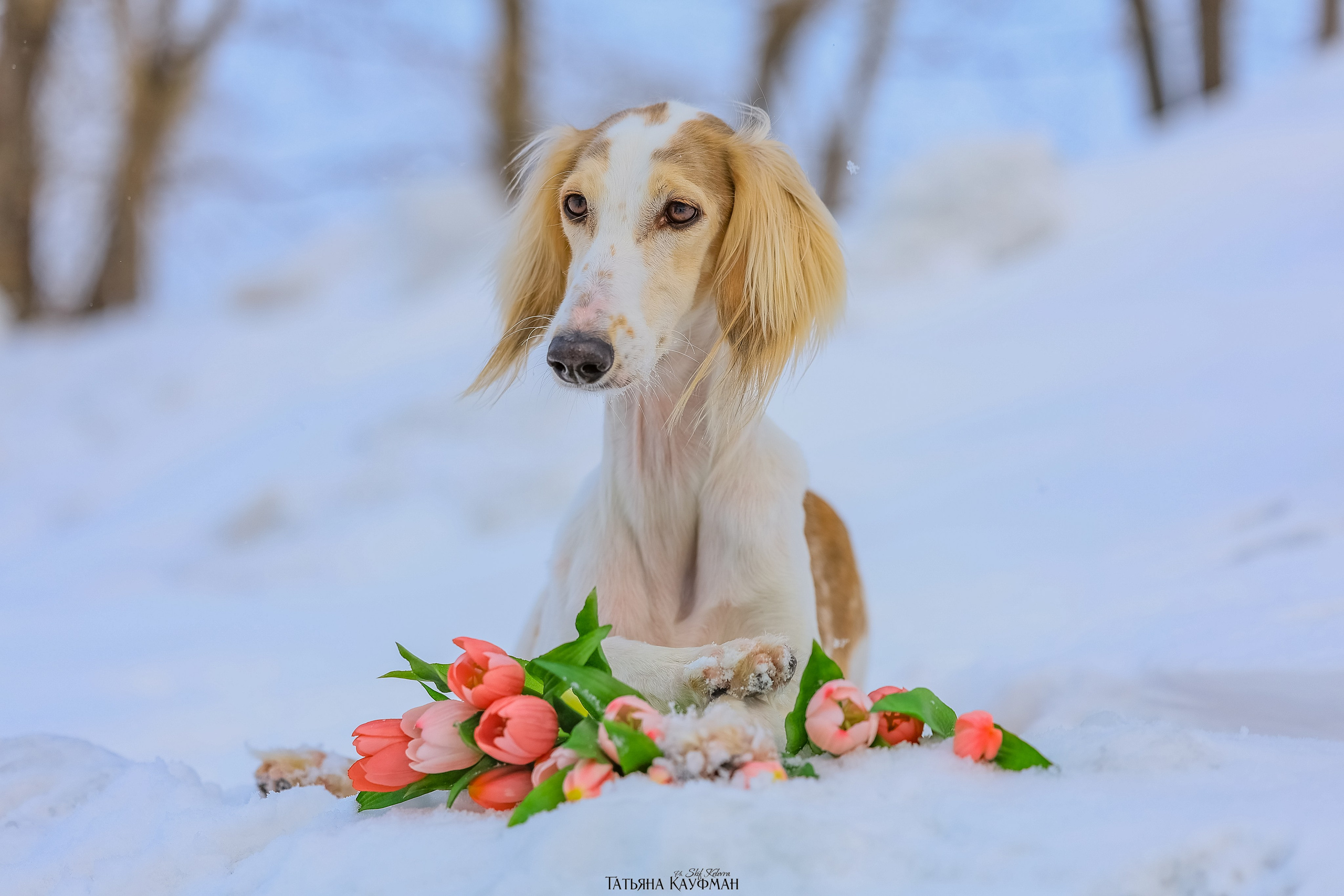 Салюки Флай и Лира. Фотограф Анималист из Новосибирска Татьяна Кауфман
