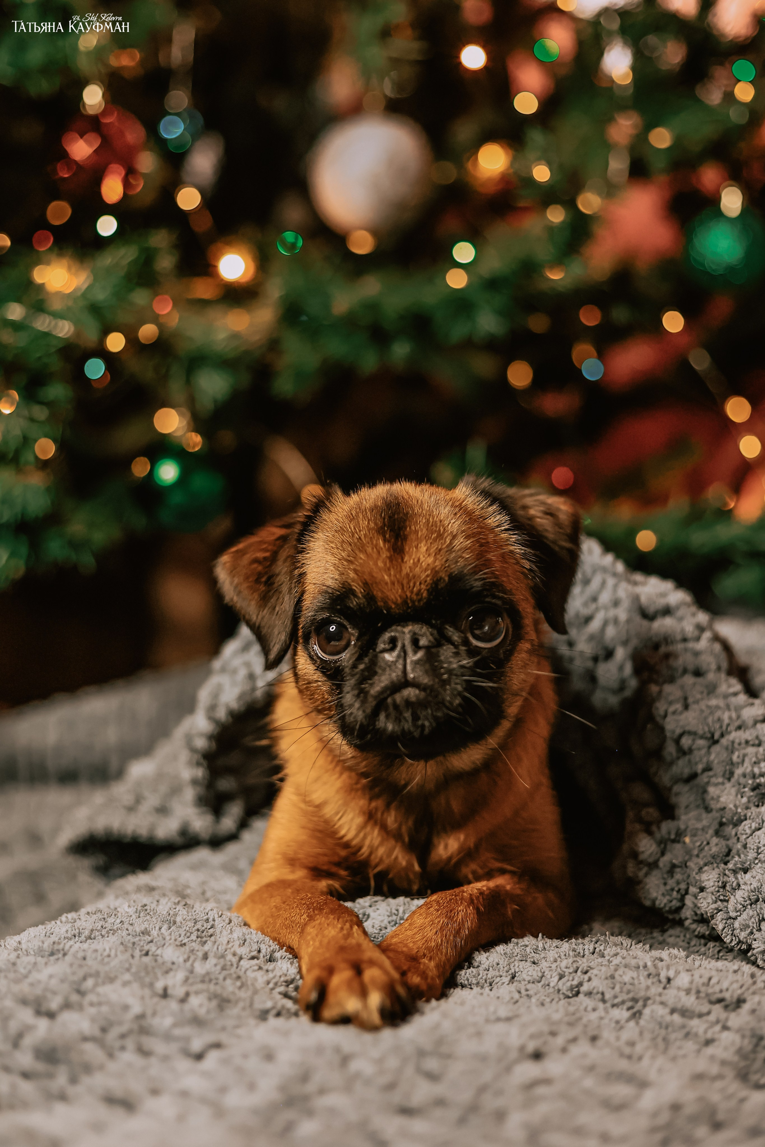 Малый брабансон, фотография брабансон, красивая собака, фотограф анималист, фотокурс Анималистика, научиться фотографировать собак, фотограф Новосибирск