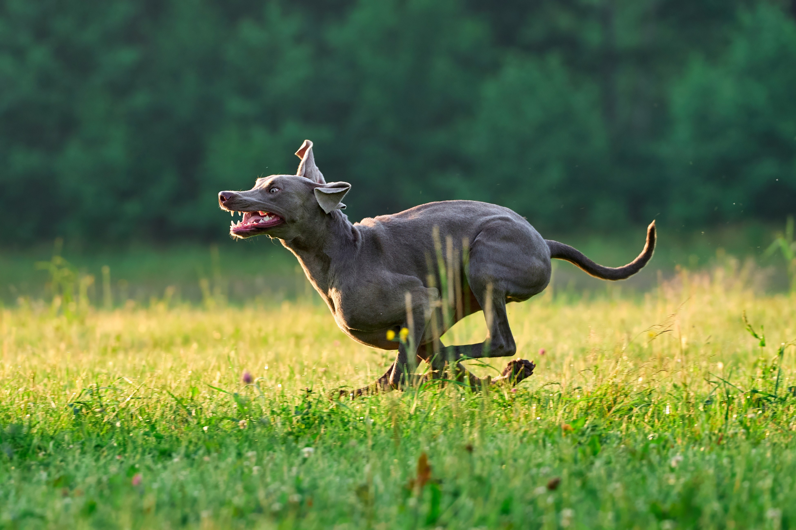 Тренировка по курсингу Донино. Фотограф-анималист Михаил Манухин