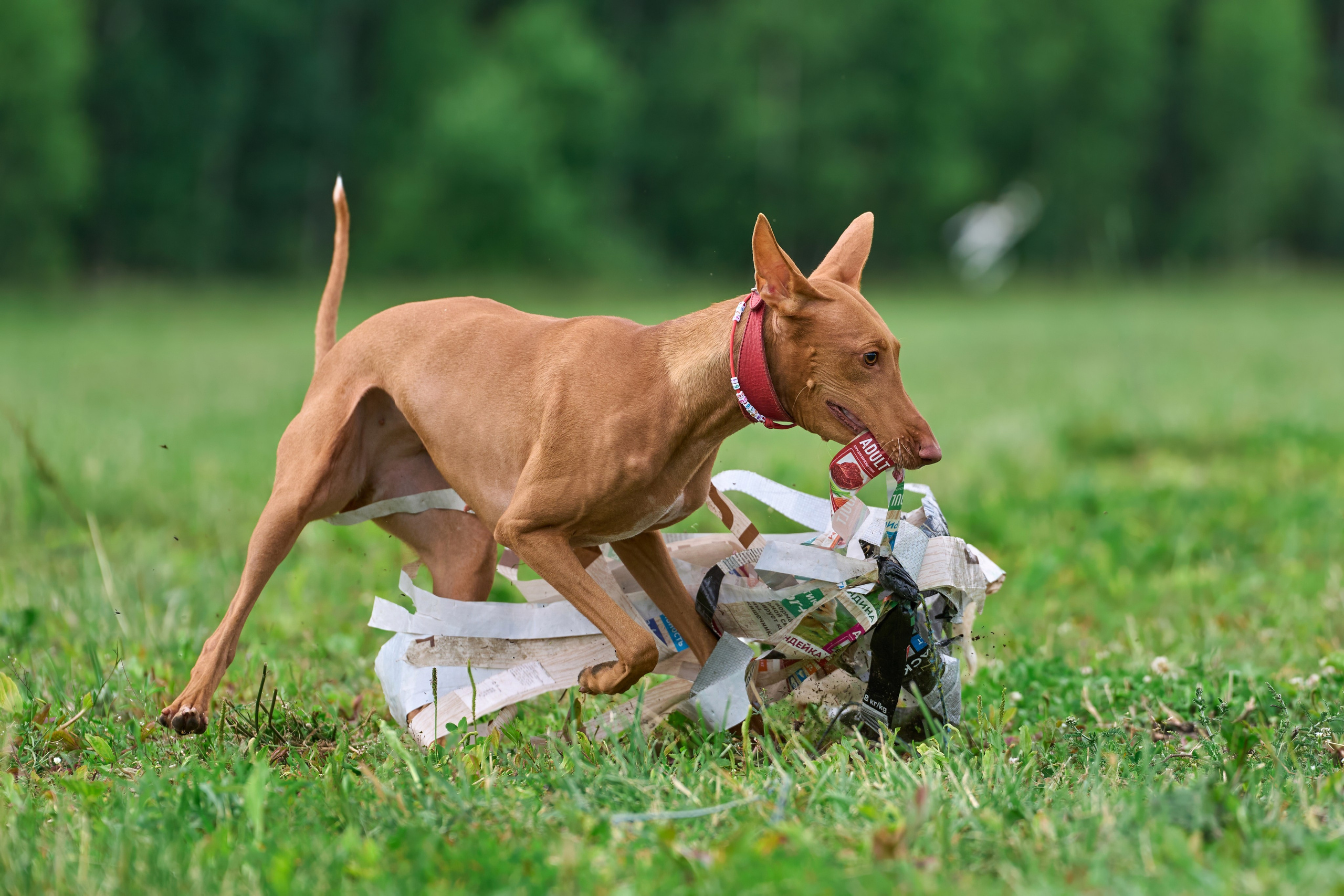 Тренировка по курсингу в Донино. Фотограф-анималист Михаил Манухин