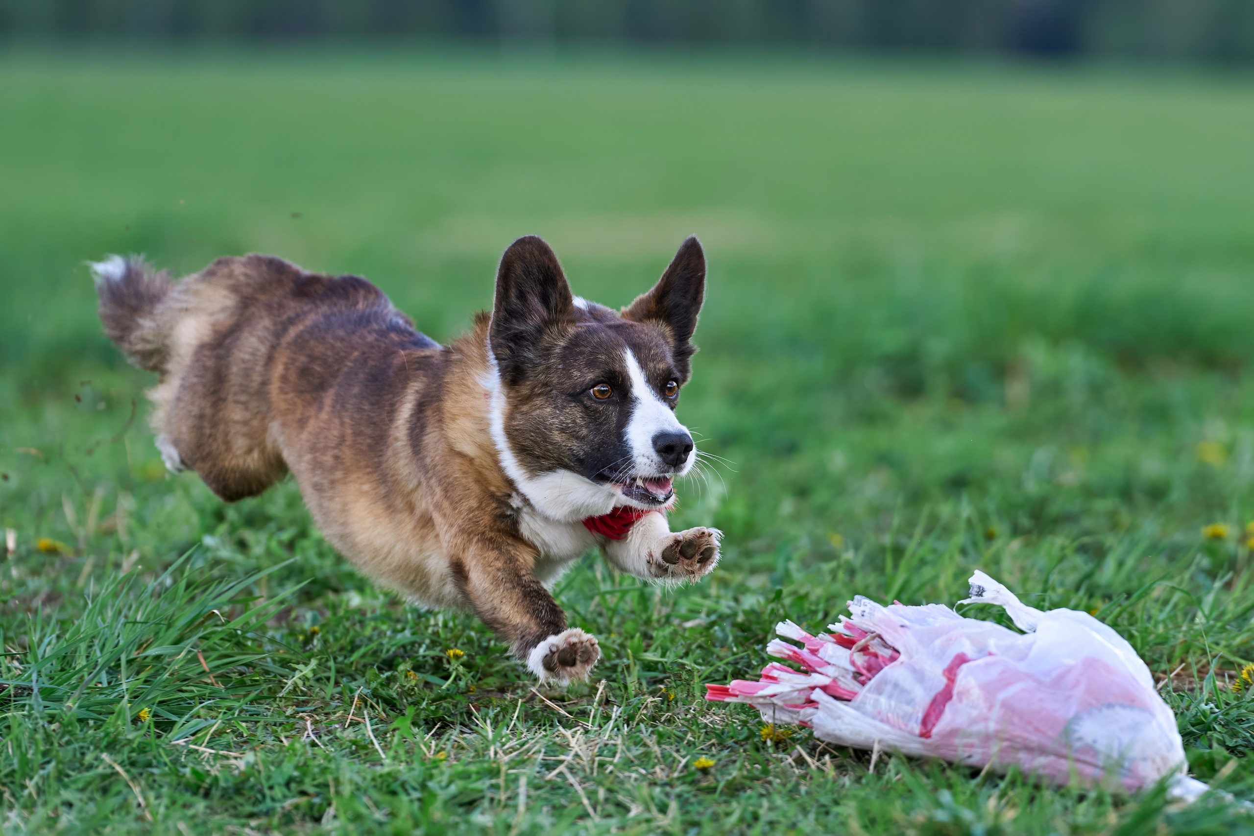 Тренировка по курсингу «на Ярославке». Фотограф-анималист Михаил Манухин