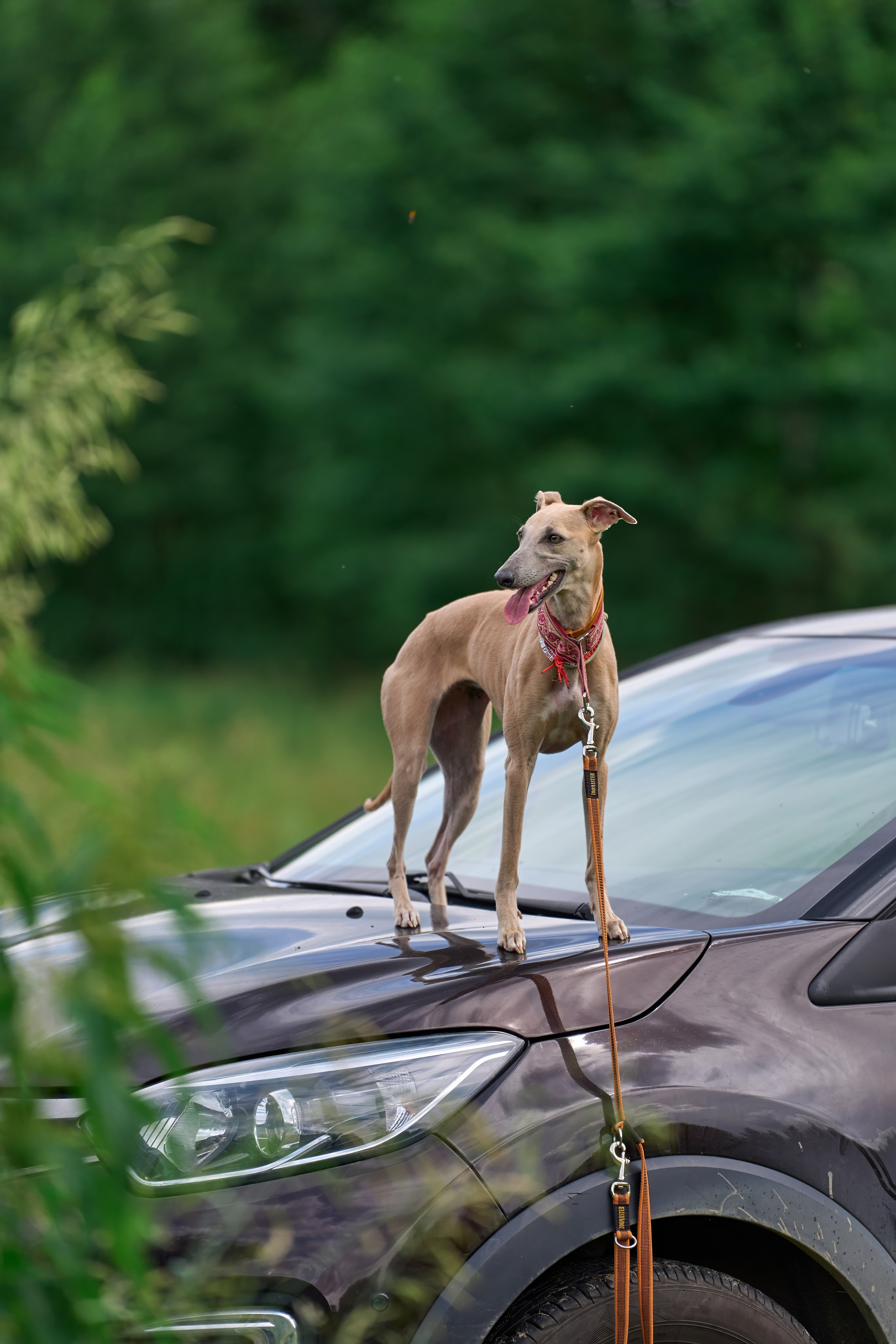 Тренировка по курсингу в Донино. Фотограф-анималист Михаил Манухин