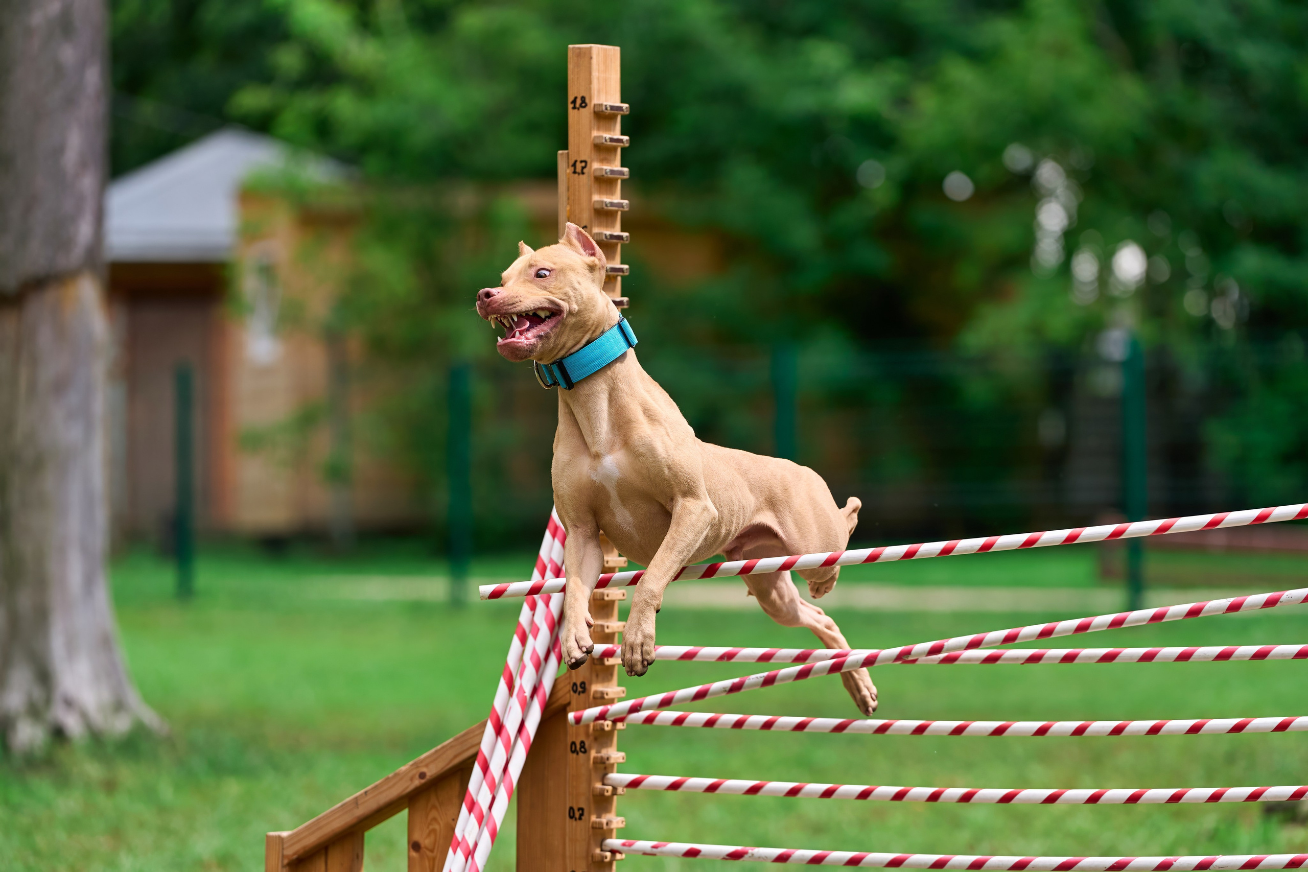 Jump'n'Gym JUMP! — 2024. Фотограф-анималист Михаил Манухин
