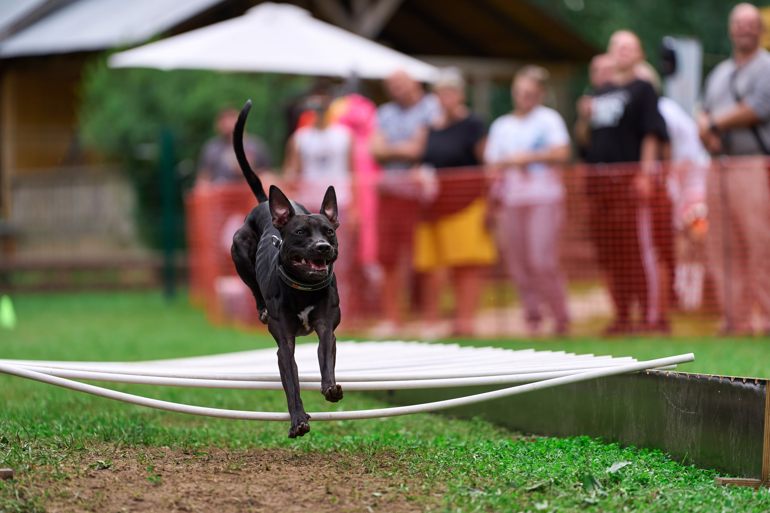 Jump'n'Gym JUMP! — 2024. Фотограф-анималист Михаил Манухин