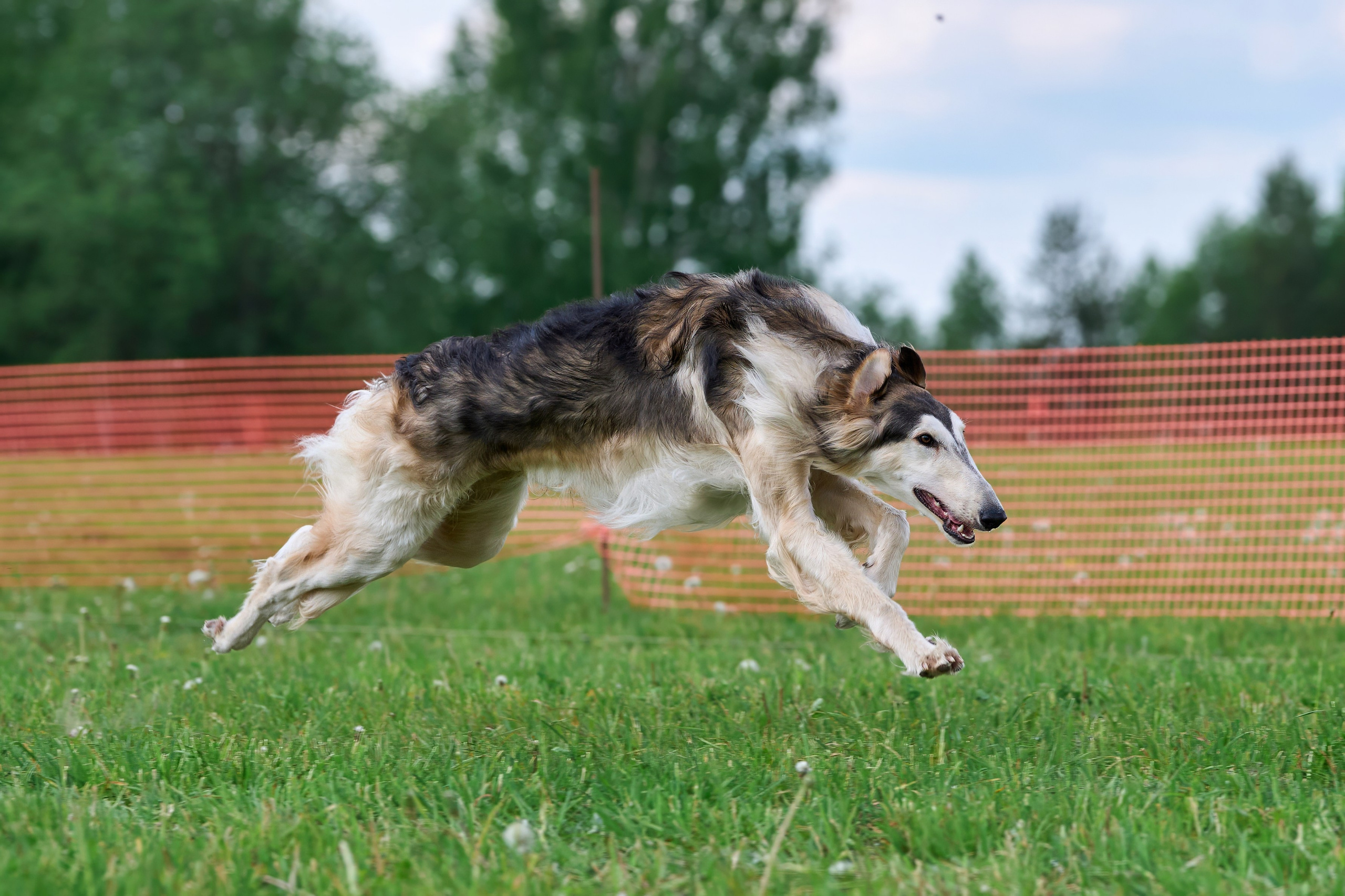 Квалификация по рейсингу. РАЛББ и Курсинг на Ярославке. Фотограф-анималист Михаил Манухин