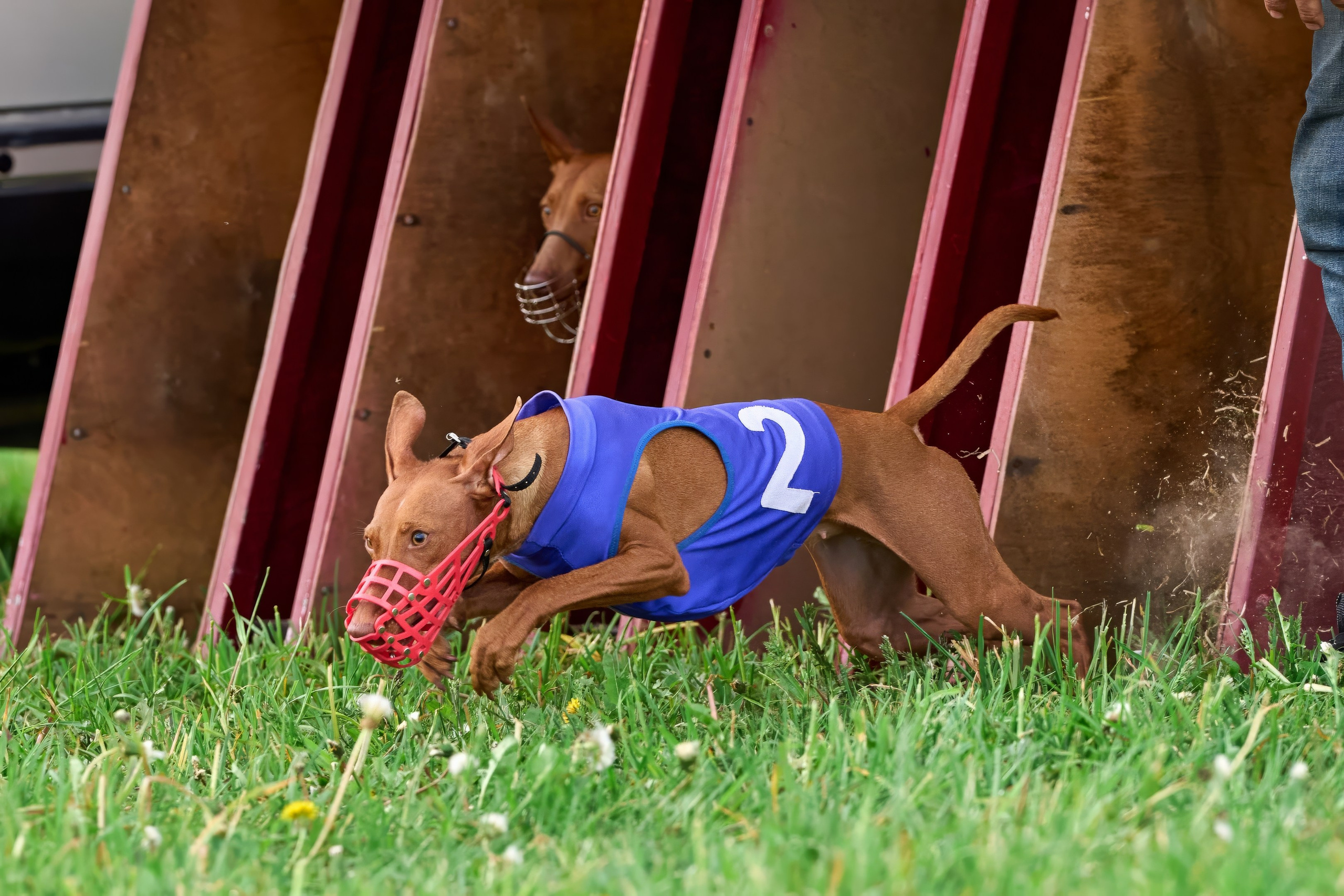 Квалификация по рейсингу. РАЛББ и Курсинг на Ярославке. Фотограф-анималист Михаил Манухин