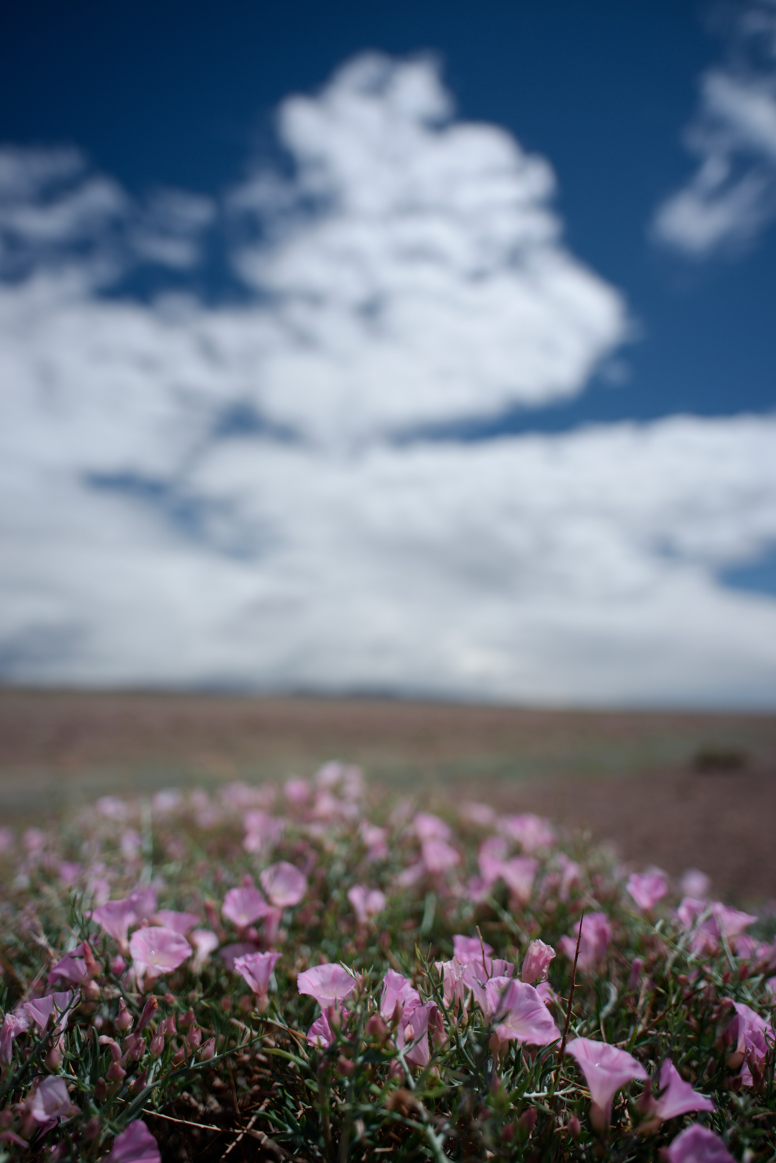 Экспедиция в Монголию (котловина больших озер). Семоха Валерий. Фотограф