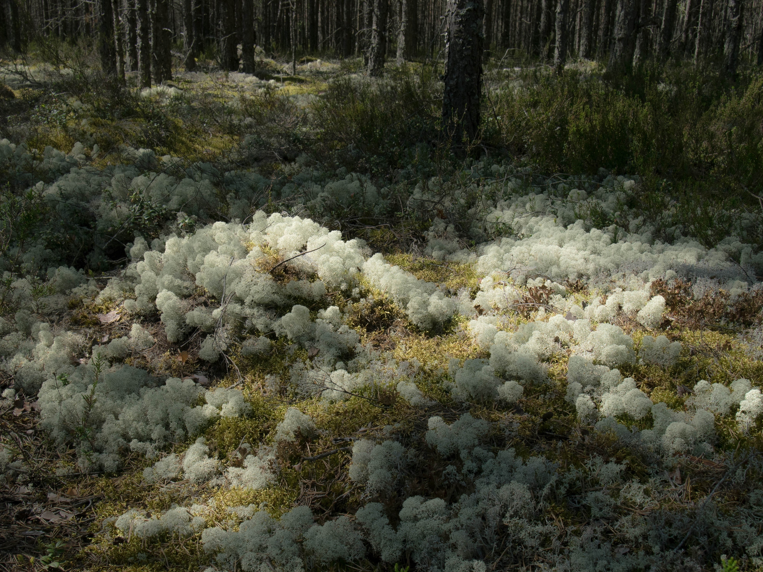 Земля в воде, вода в огне, огонь в воздухе. Anastasiia Kron