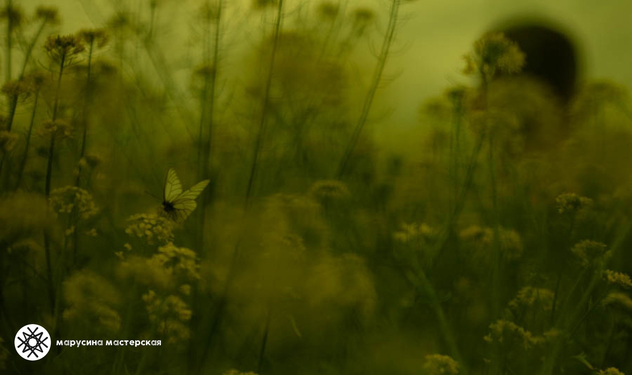 Работа участницы творческой практики — авторская фотография летнего пейзажа