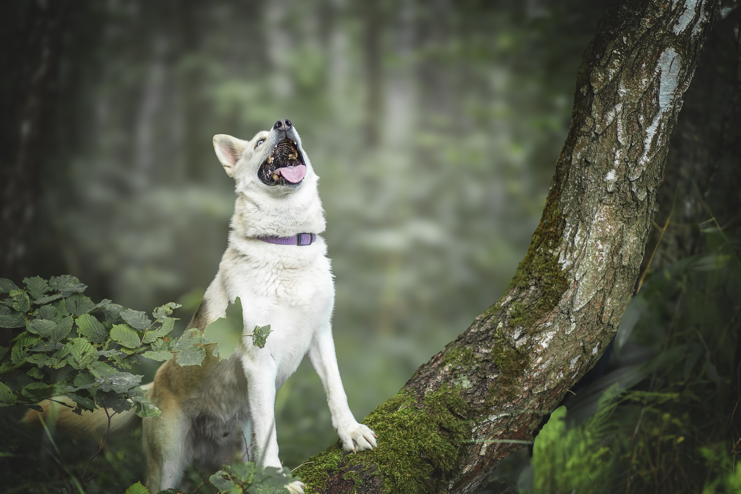 ИЩУТ ДОМ. Фотограф-анималист в Москве и Подмосковье