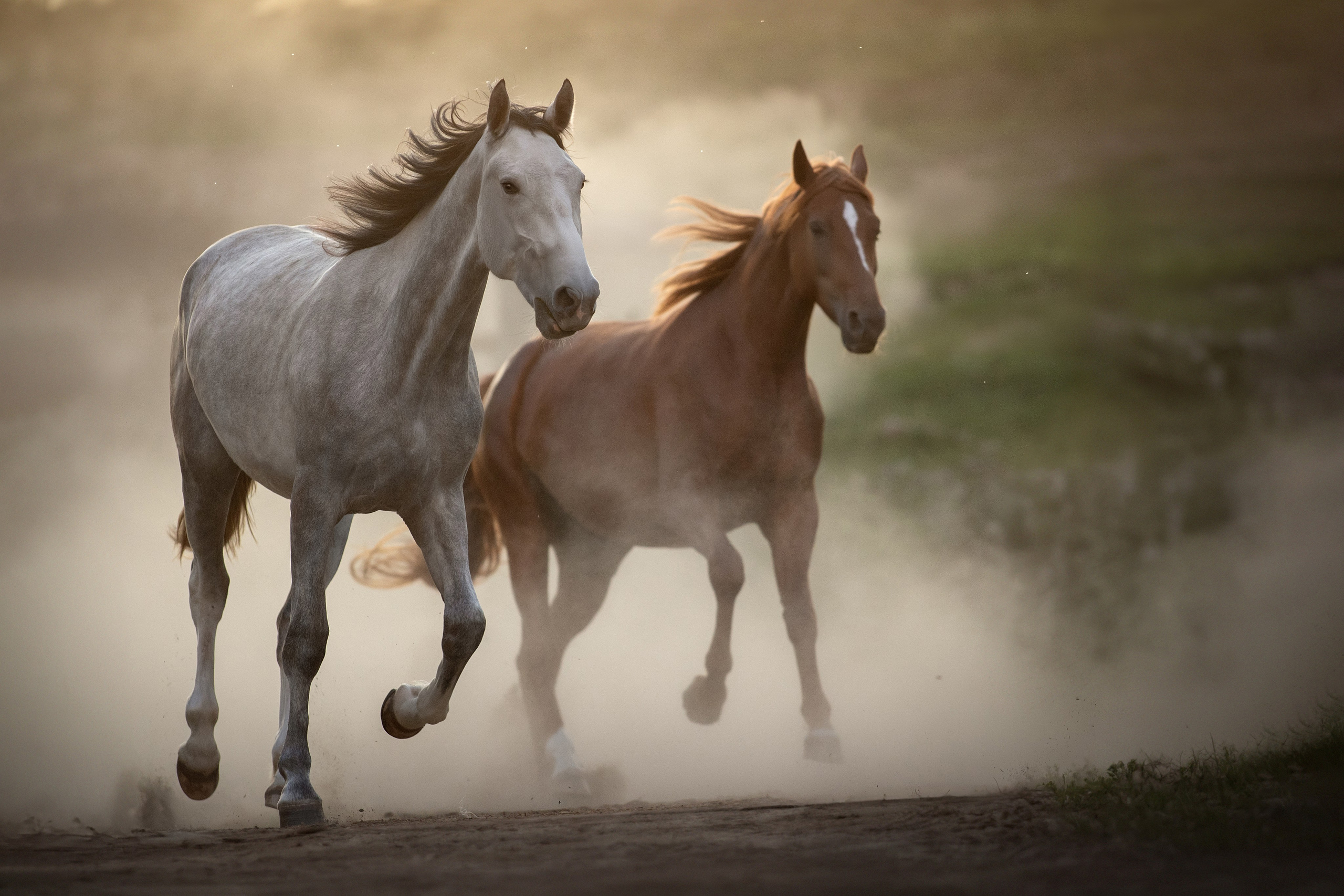 Фотограф анималист в Санкт-Петербурге Светлана Писарева