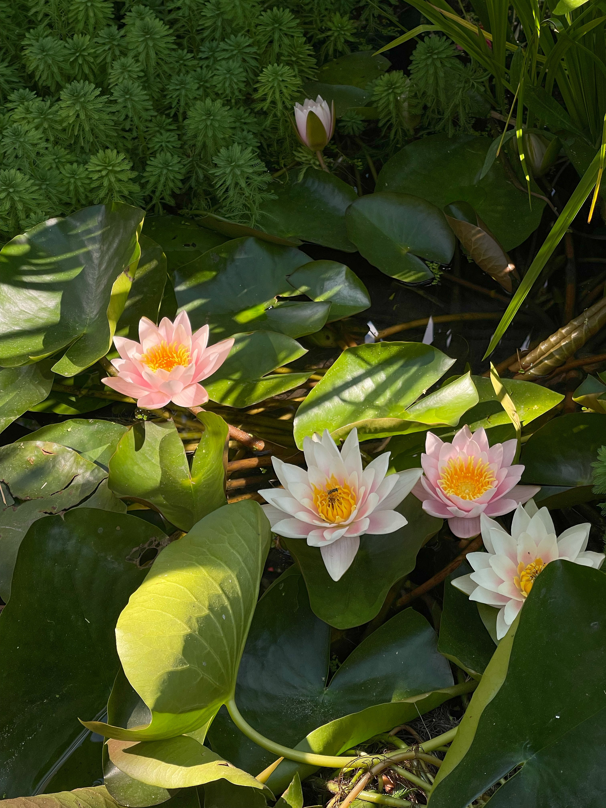 HEYDAY. Daria Blinova