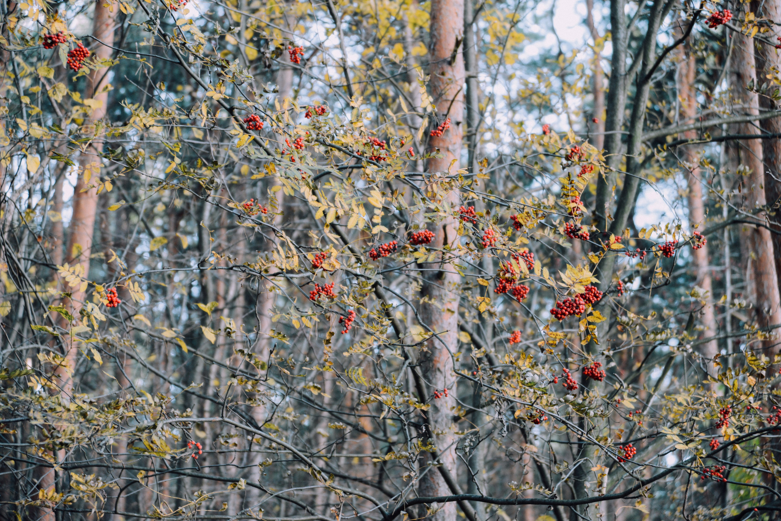 Рябина в лесу осенью