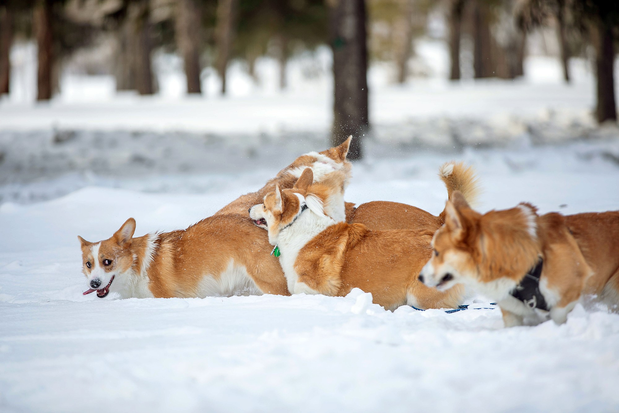Корги-туса. Фотограф-анималист в Омске Екатерина Маричева