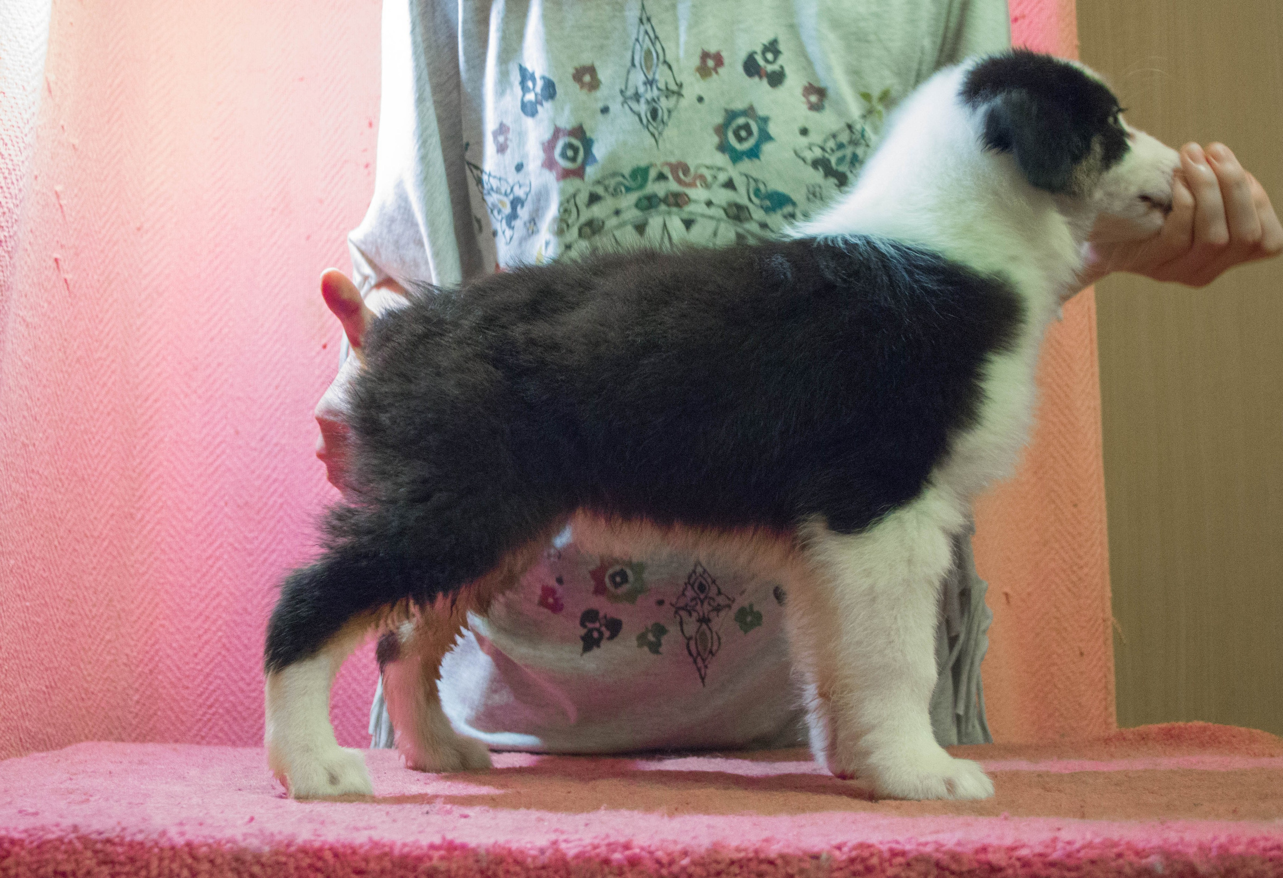 Гелий. BLGKV питомник собак