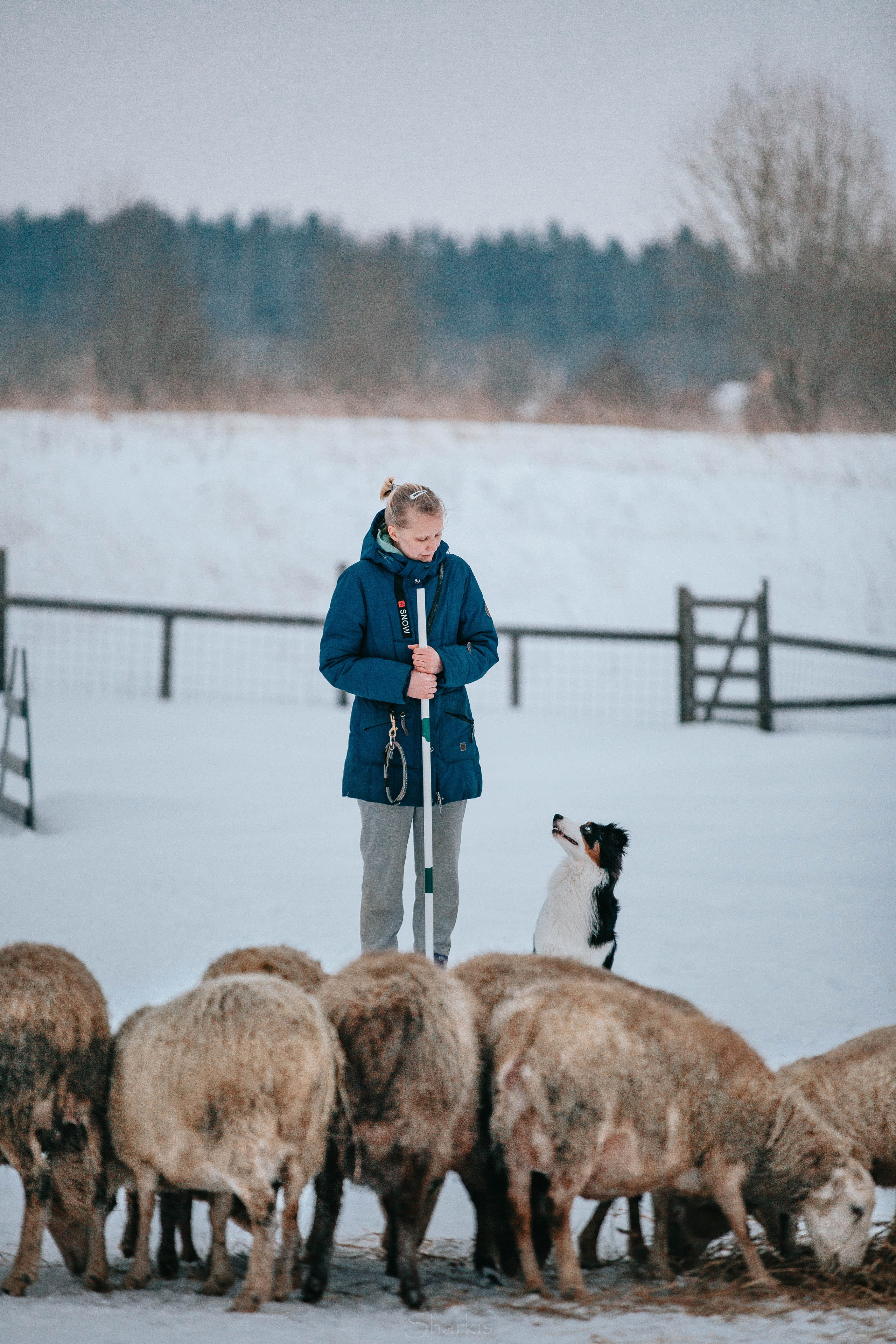 О нас. BLGKV питомник собак