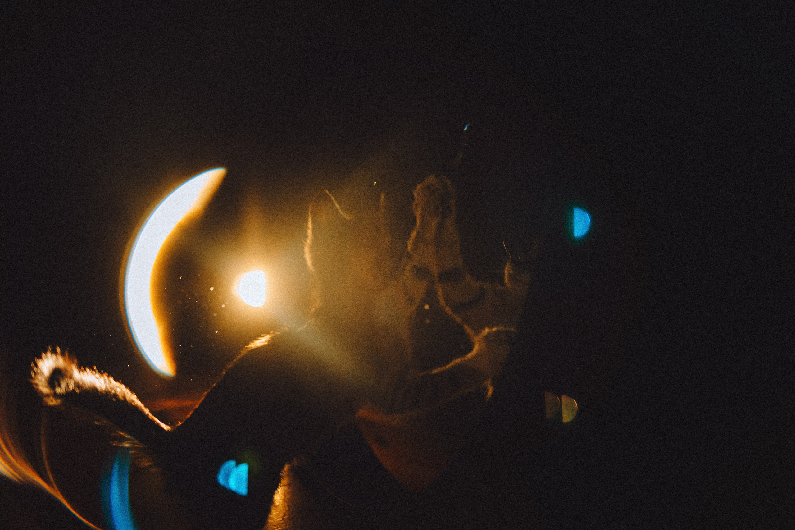 Более 30 идей для фотосессии с котенком