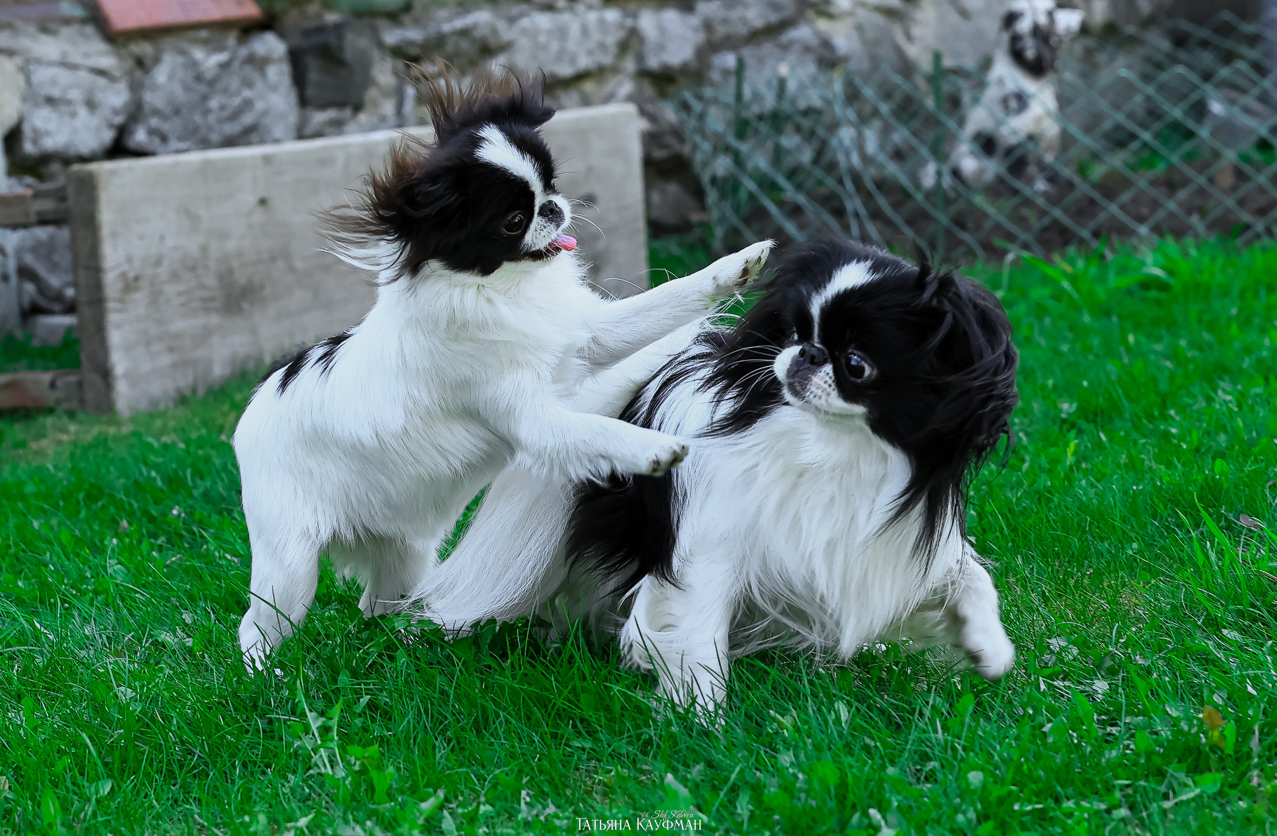 Японский хин, фотография японский хин, собака в цветах, красивая собака, фотограф анималист, фотокурс Анималистика, научиться фотографировать собак, фотограф Новосибирск