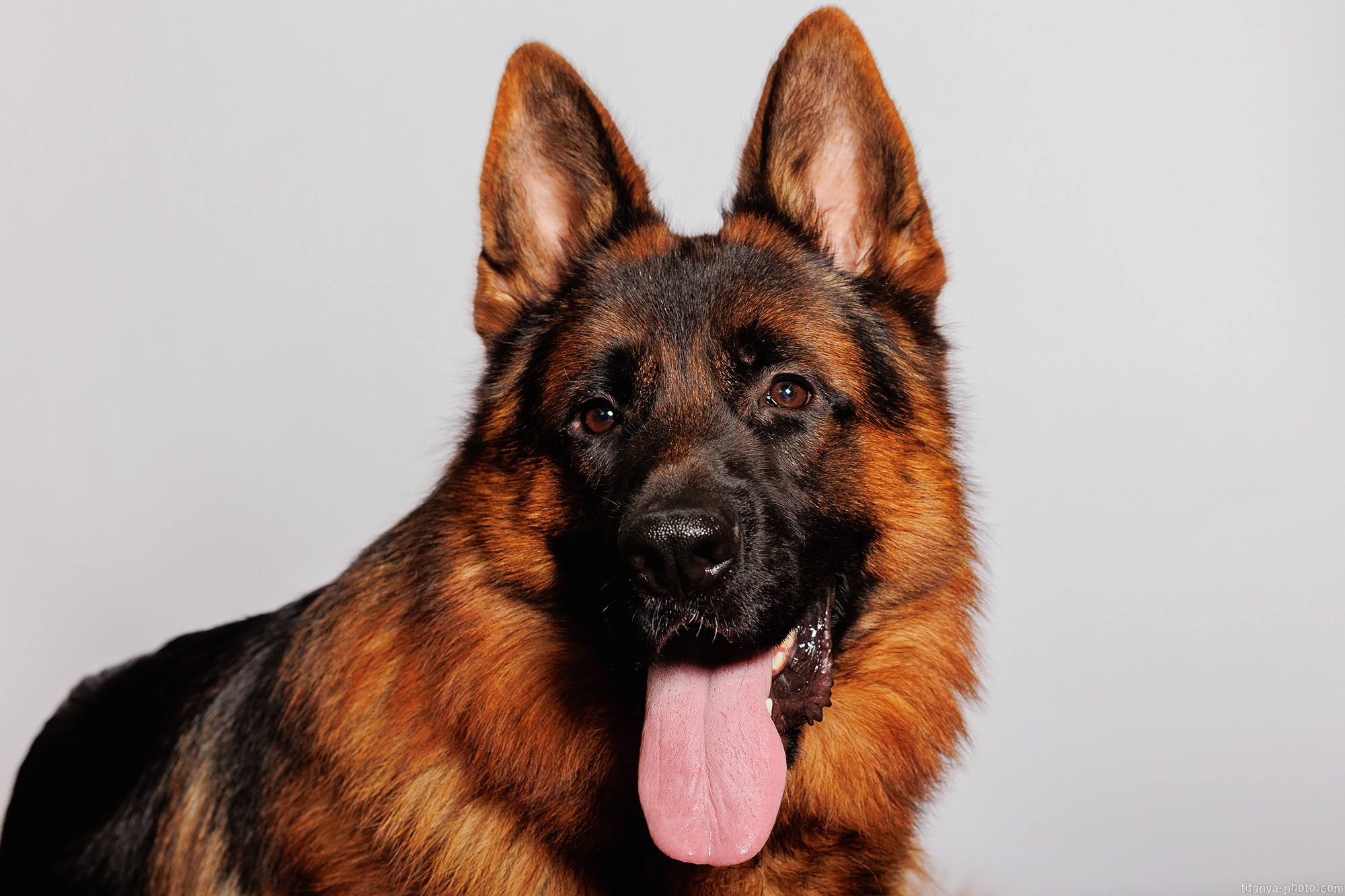 Фотограф собак, фотограф-анималист Аня Титова (Titanya). Москва