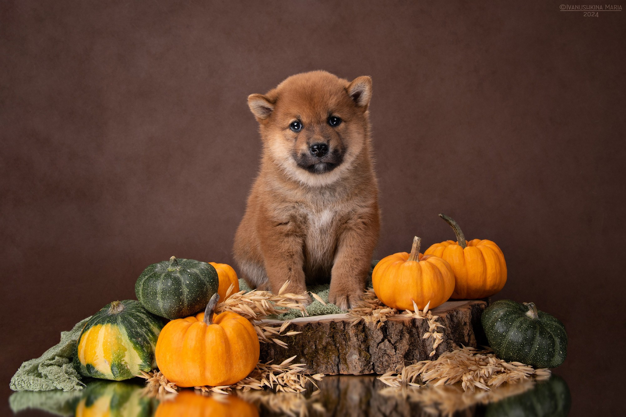 щенок сиба ину в студии