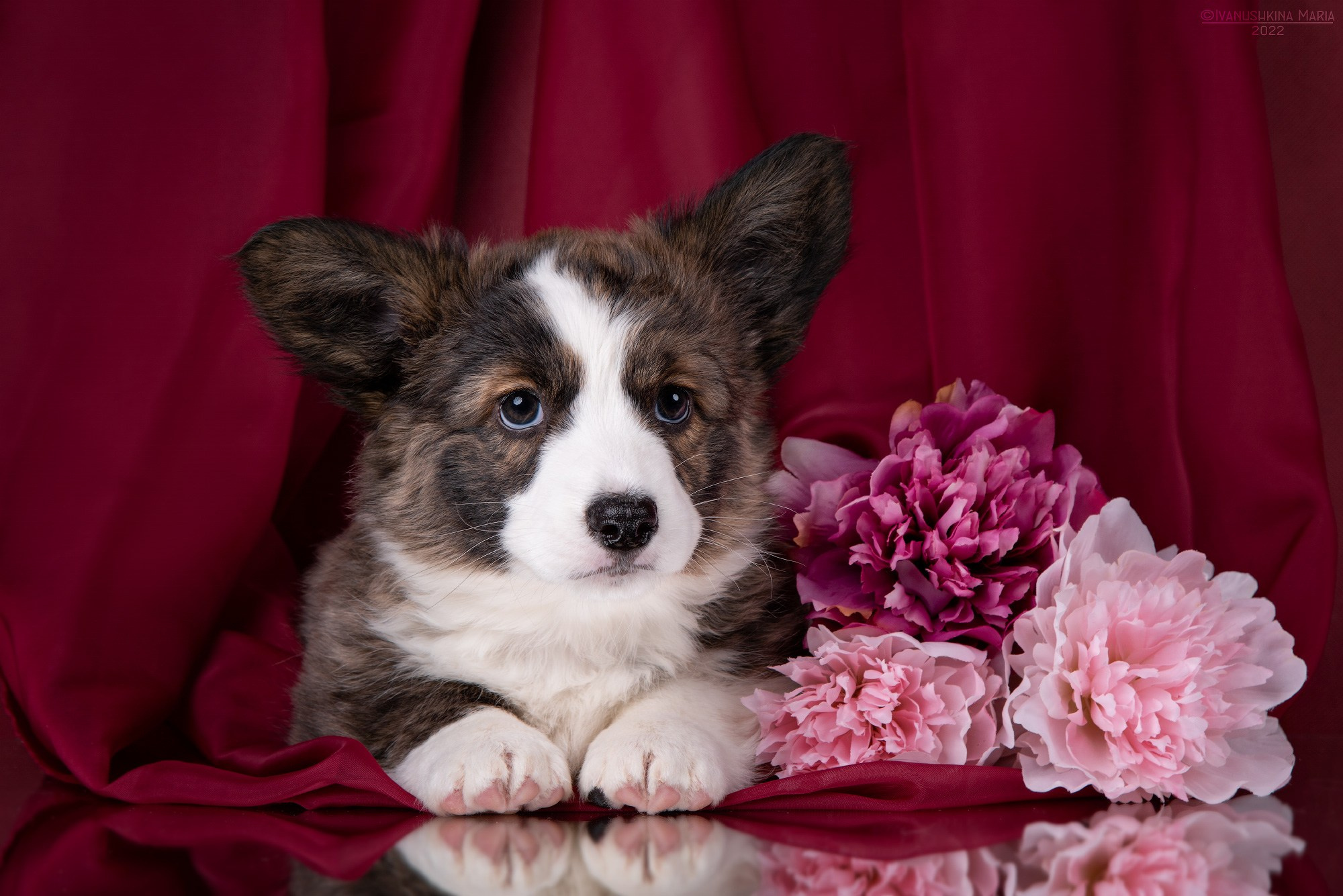 Фотосессия щенков на фонах. Фотограф собак в Москве и Московской области Иванушкина Мария