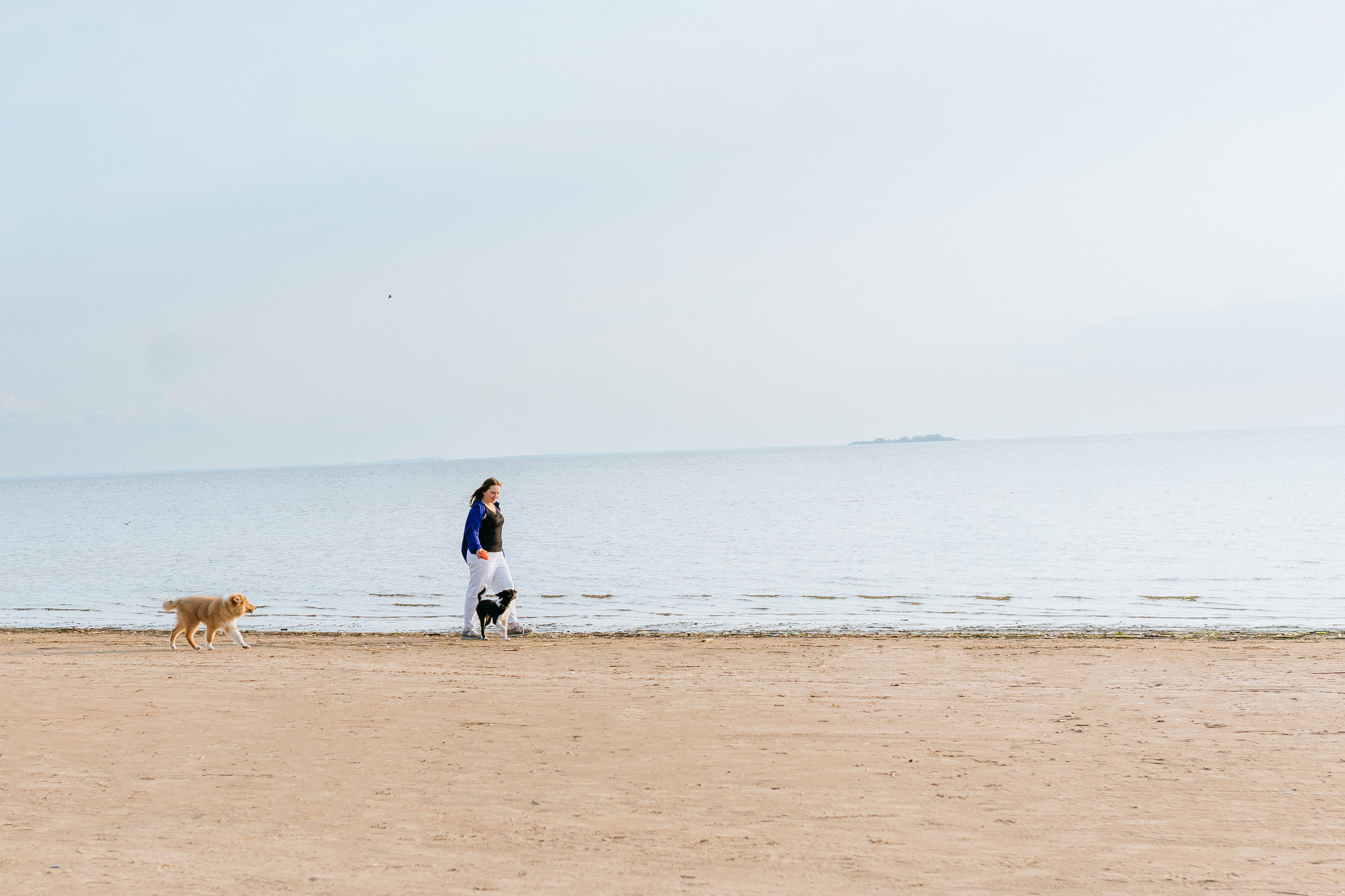 Фотосессия со щенками колли. Фотограф анималист в Спб недорого Олеся Майорова