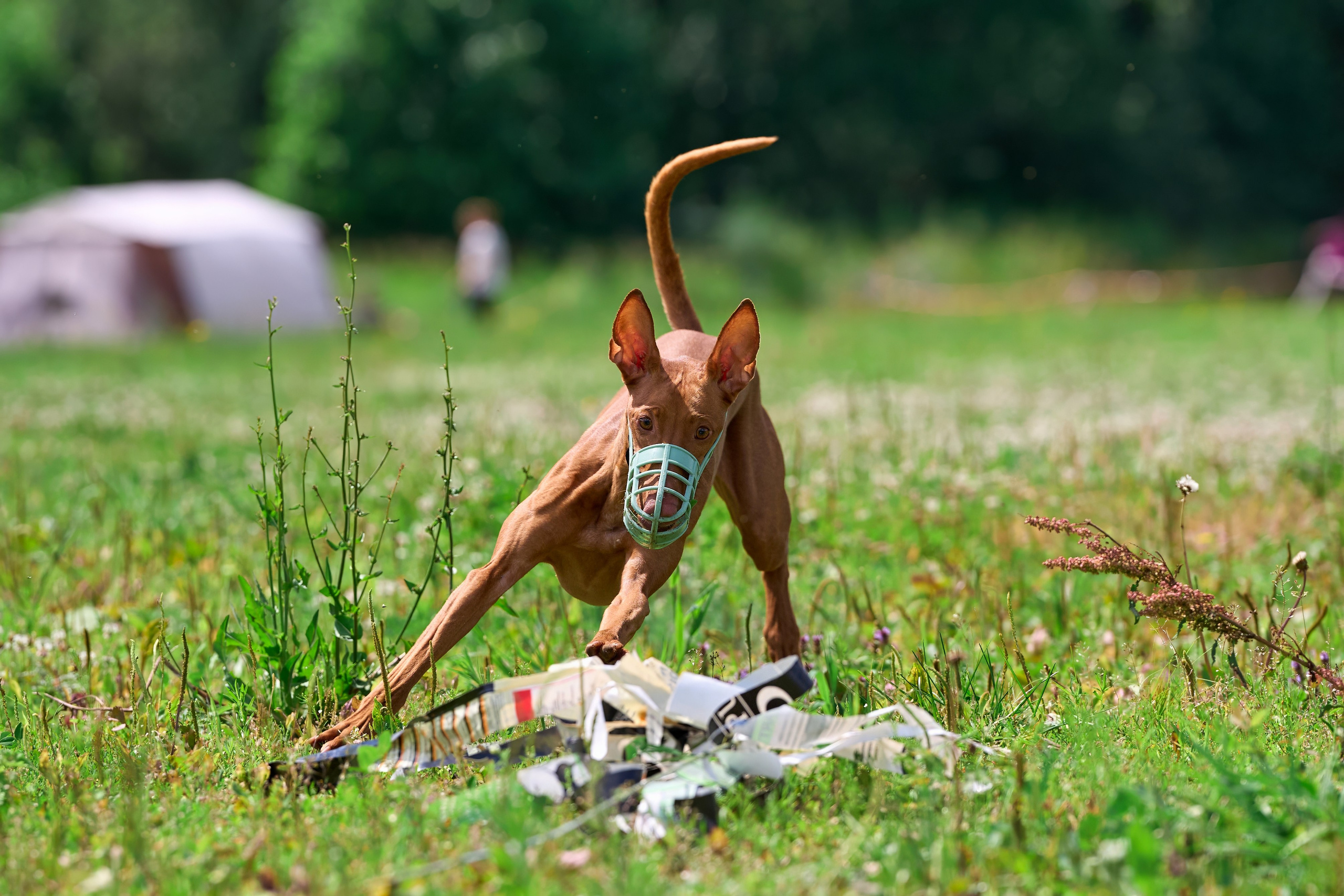 Тренировка по курсингу в Донино. Фотограф-анималист Михаил Манухин