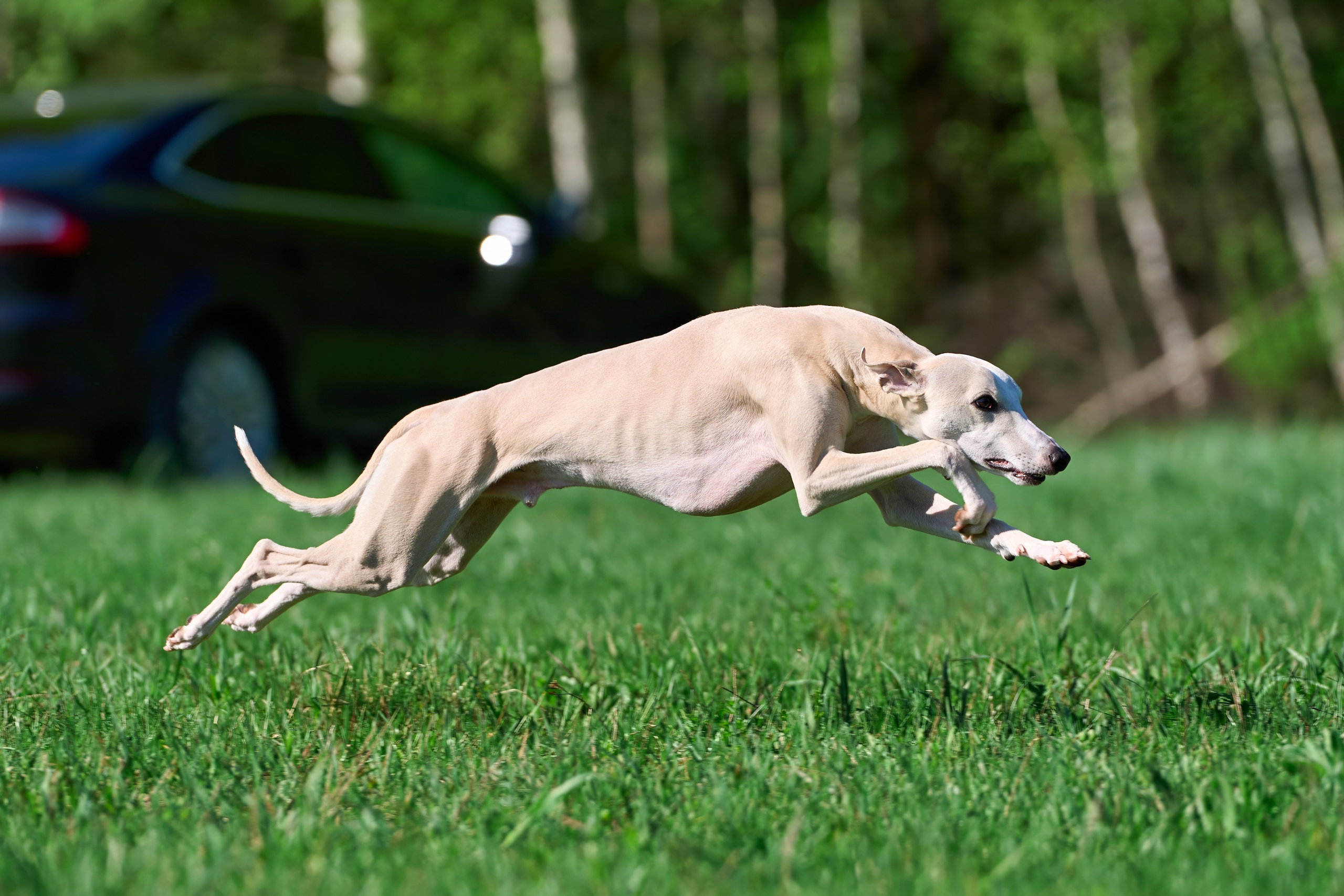 Тренировка по курсингу Донино. Фотограф-анималист Михаил Манухин