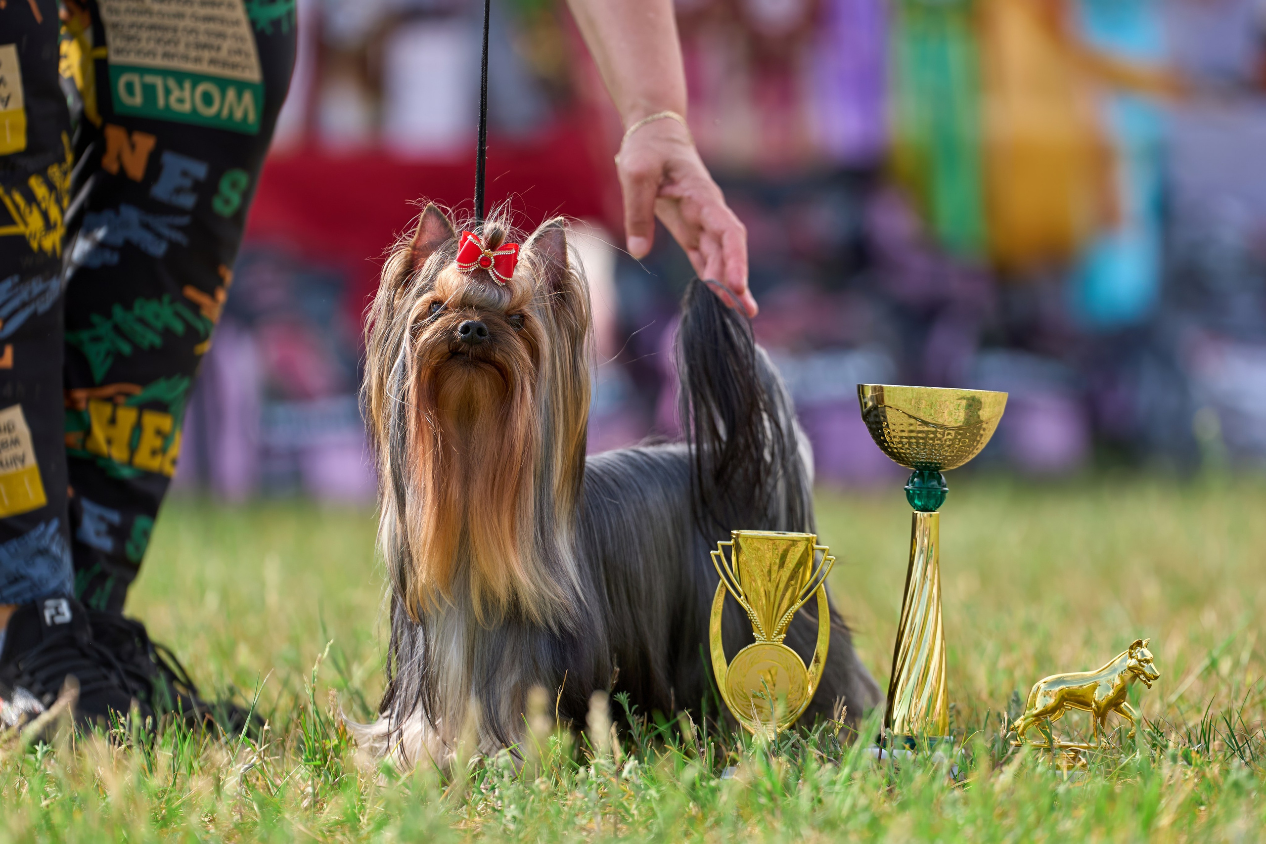 Выставка «ИЗ СОЗВЕЗДИЯ БОЛЬШОГО ПСА 2024». Фотограф-анималист Михаил Манухин