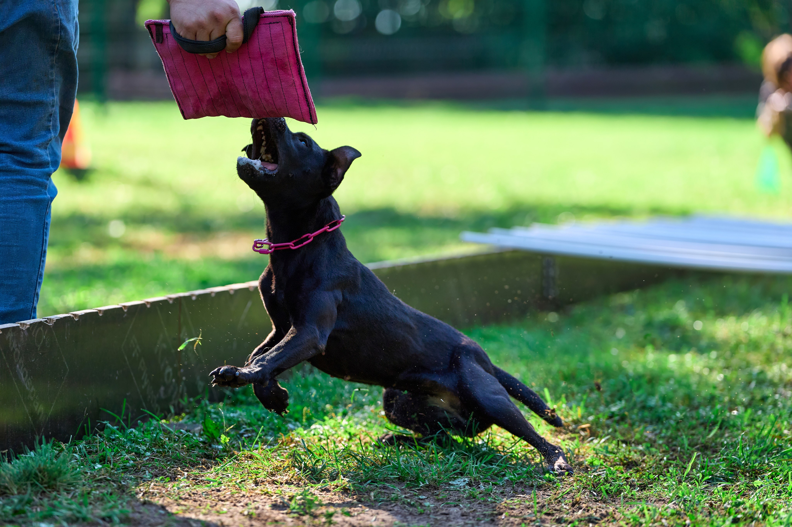 Jump'n'Gym JUMP! — 2024. Фотограф-анималист Михаил Манухин