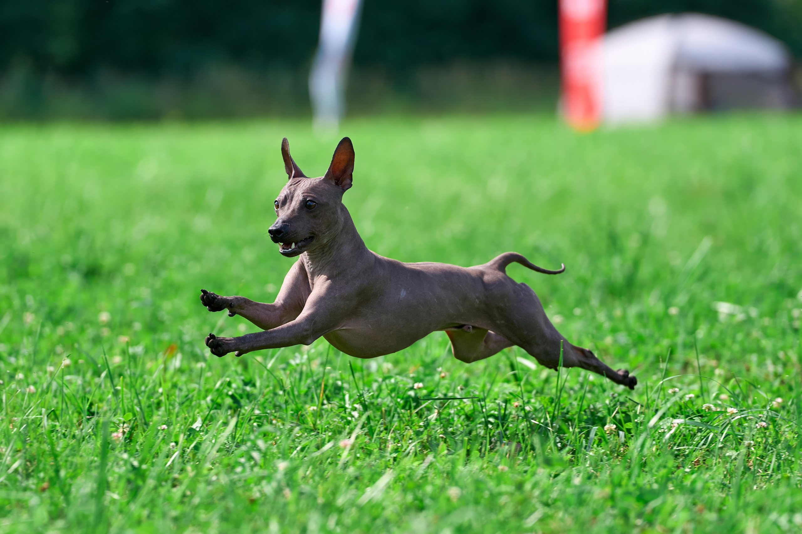 Тренировка в Донино. Фотограф-анималист Михаил Манухин