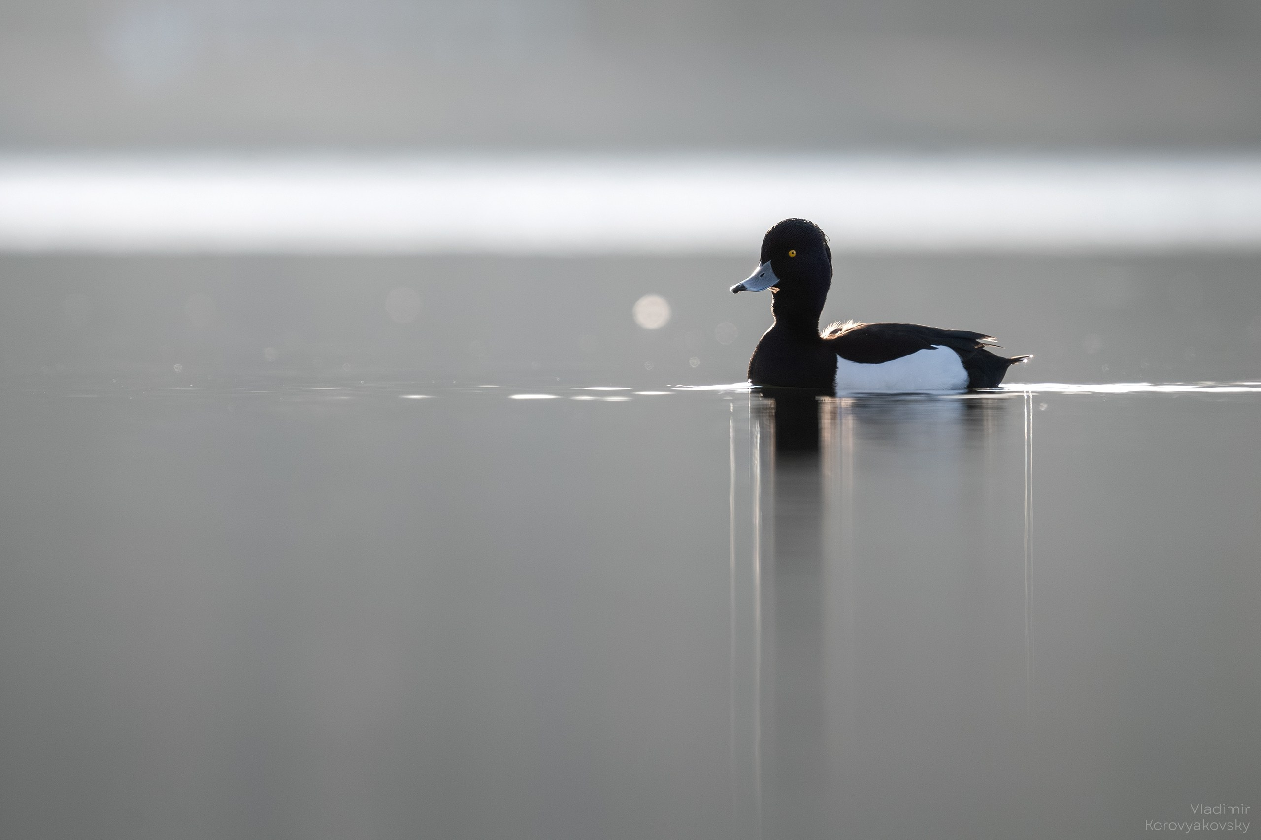 Животные. Фотограф Владимир Коровяковский
