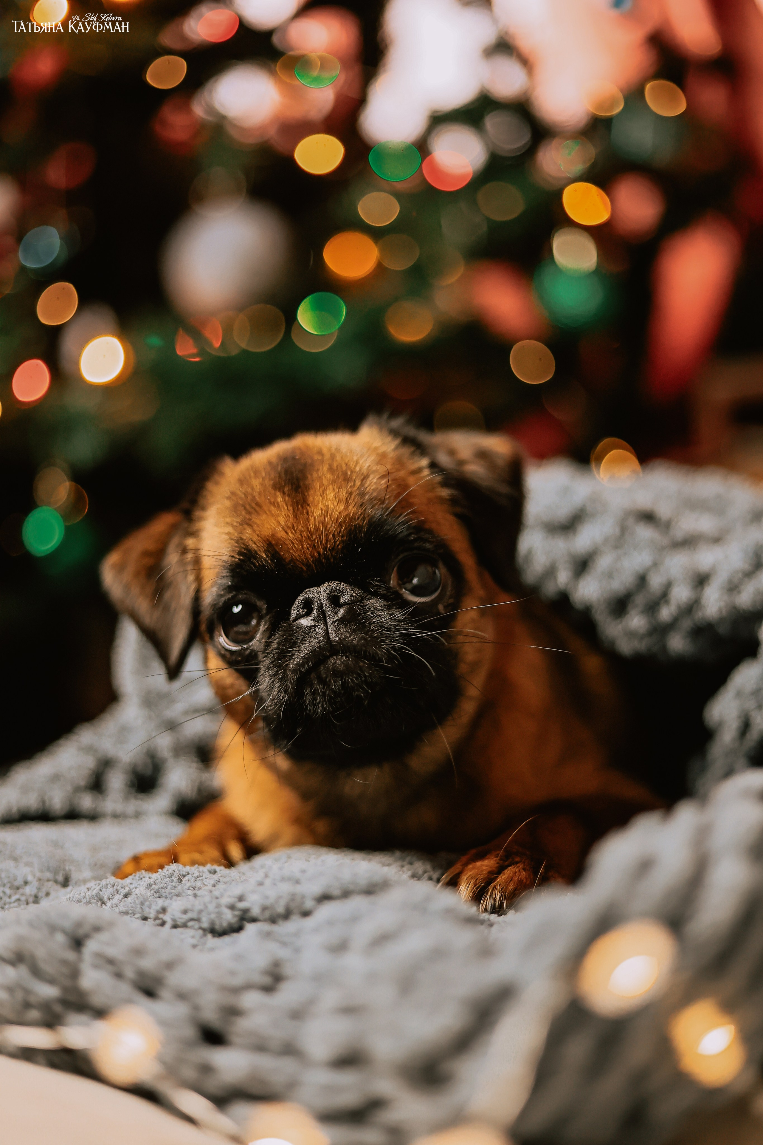 Малый брабансон, фотография брабансон, красивая собака, фотограф анималист, фотокурс Анималистика, научиться фотографировать собак, фотограф Новосибирск