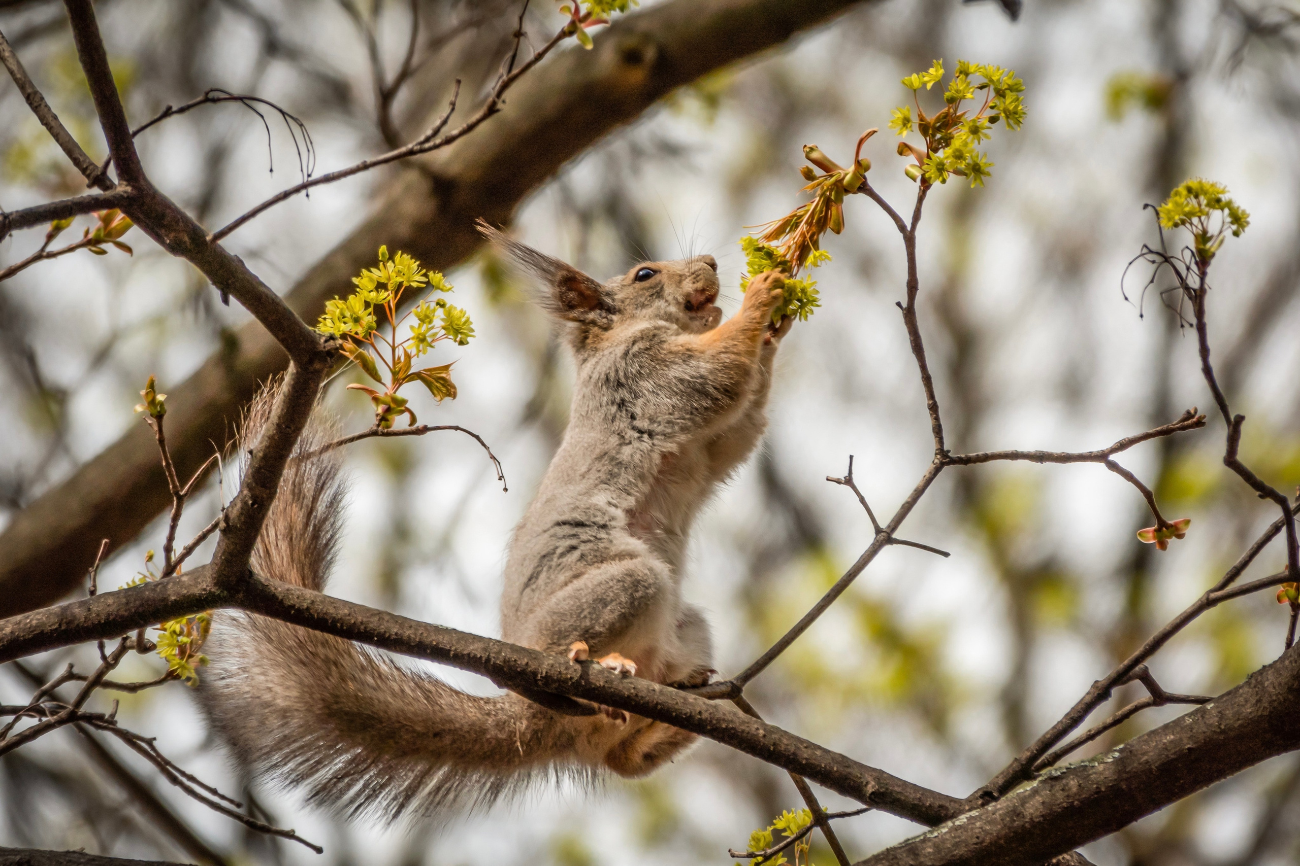Белочки. Фотограф-анималист в Москве Юлия Лайхо