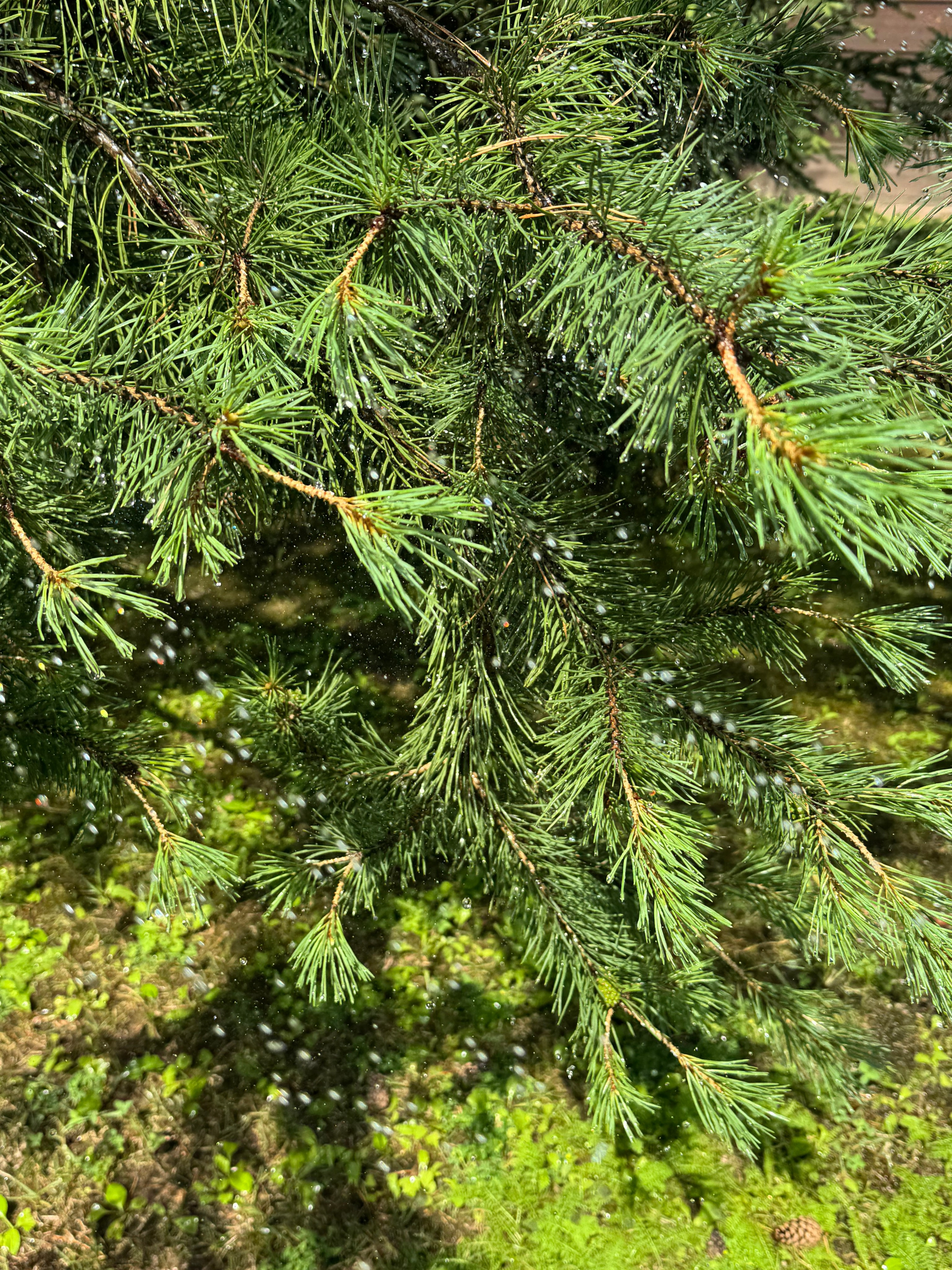 Стоимость услуг. Мария Чашина. Семейный и детский фотограф г. Москва