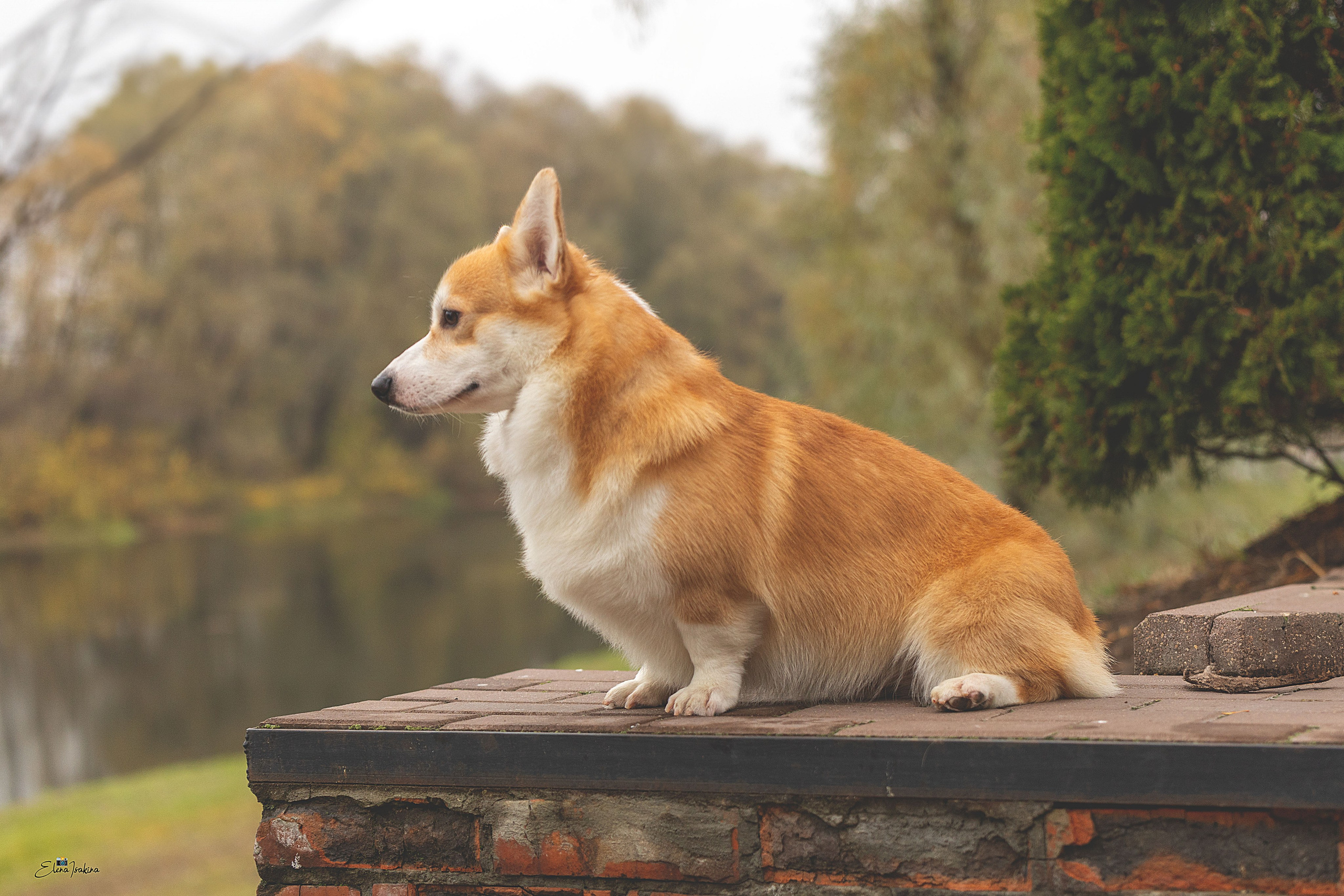 Ларри. Купить щенка Вельш-корги-кардиган в семейном питомнике — Ice Fantasy