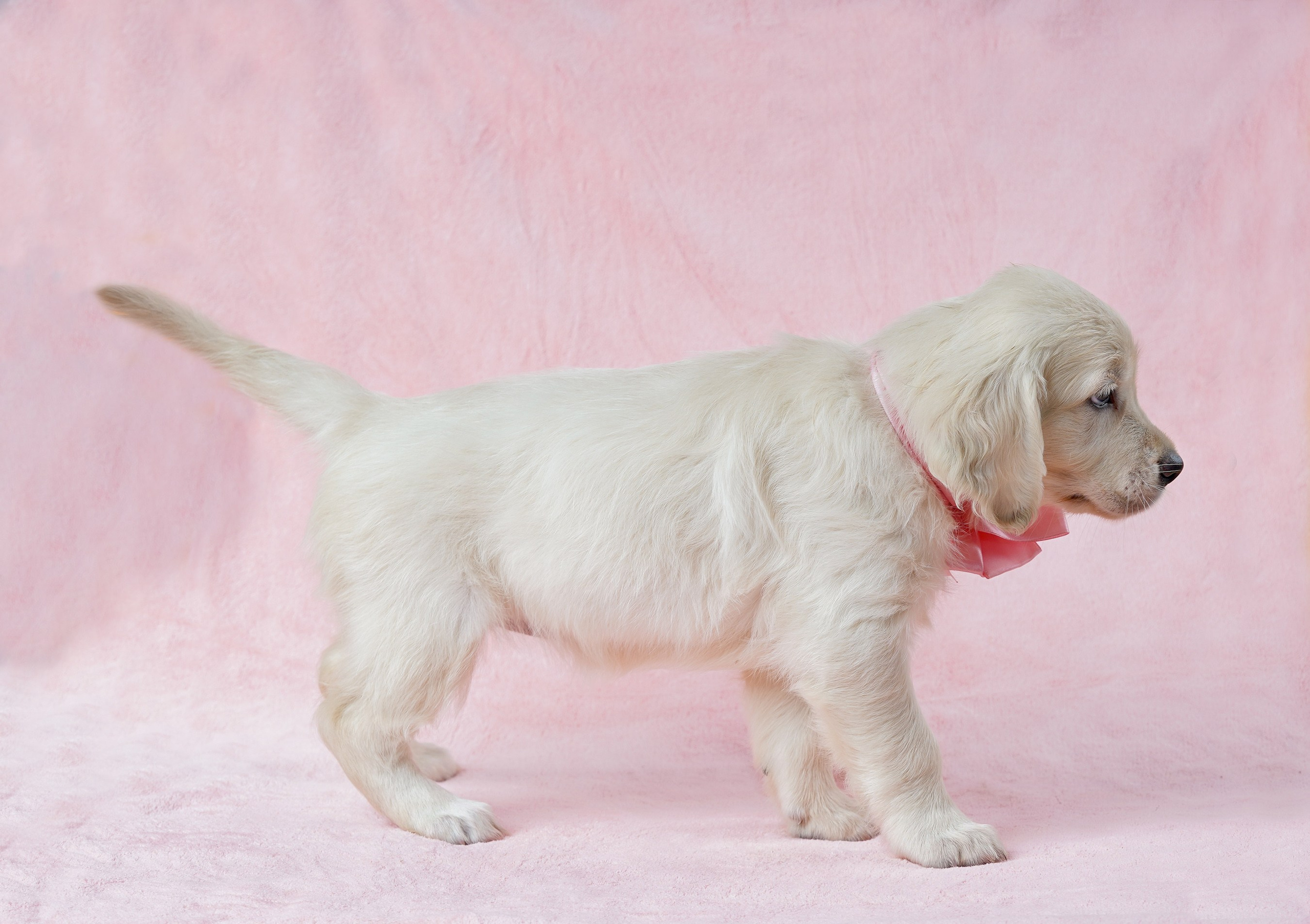 съемка собак, съемка щенков , съемка собак для авито, съемка щенков для авито, грумминг, фотограф животных. фотограф собак,съемка собак Нижний Новгород, съемка собак Бор,