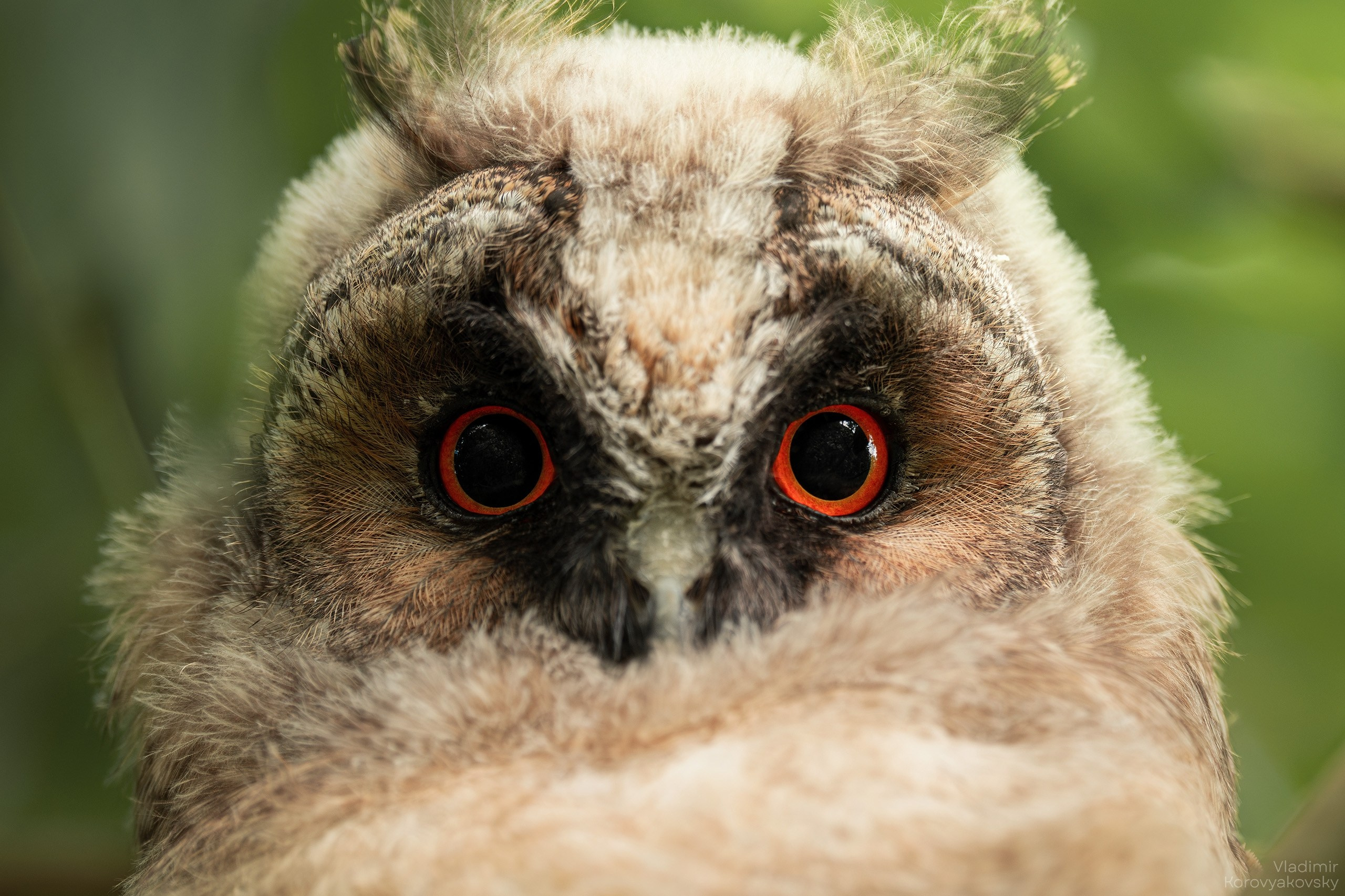 Животные. Фотограф Владимир Коровяковский