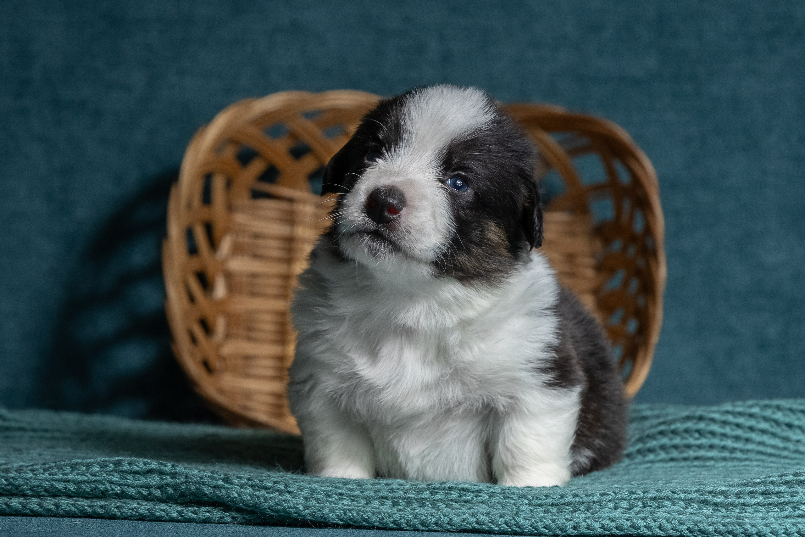 Купить щенка вельш корги кардиган из питомника Ice Fantasy. Купить щенка Вельш-корги-кардиган в семейном питомнике — Ice Fantasy