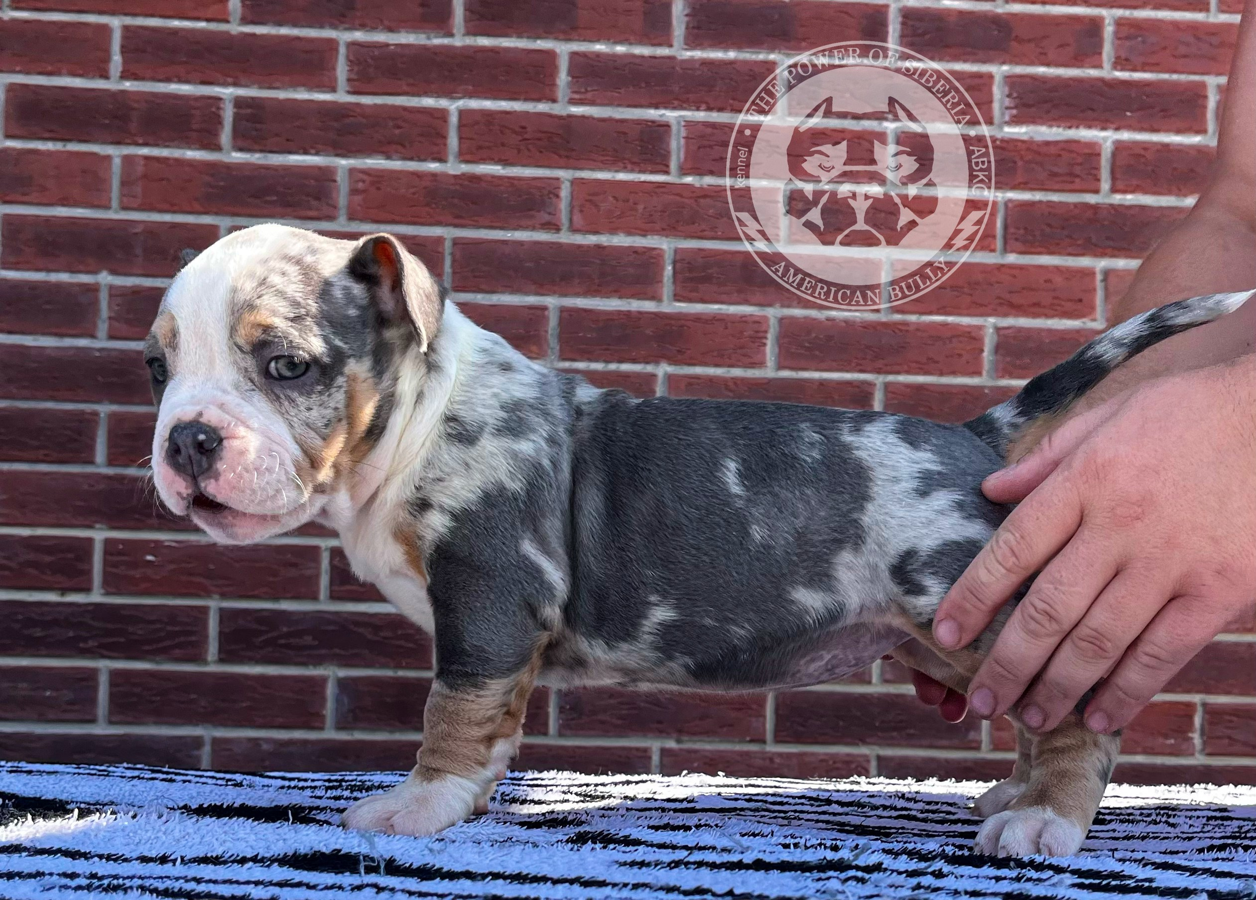 Помет Каспер и Асти. 13.04.25. Американский Булли в г. Ростов-на-Дону. Питомник THE POWER OF SIBERIA