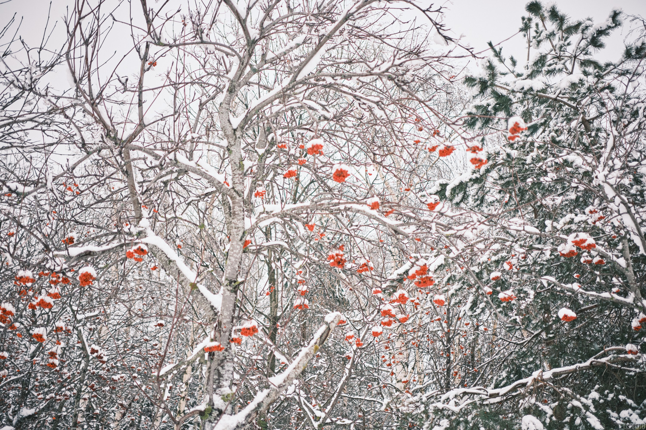 Снег и туман в Санкт-Петербурге. Фотографъ Сергѣевъ. Поймать мгновеніе