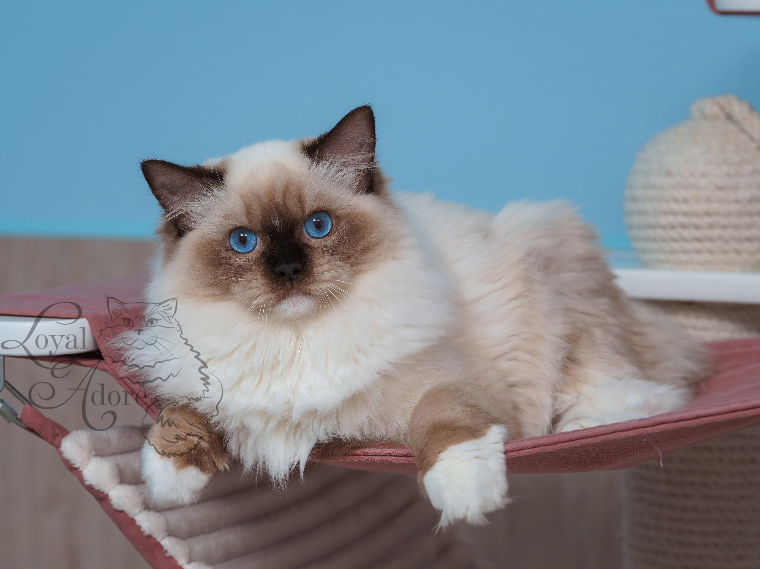 Все свободные котята. Питомник рэгдолл Loyal Adore