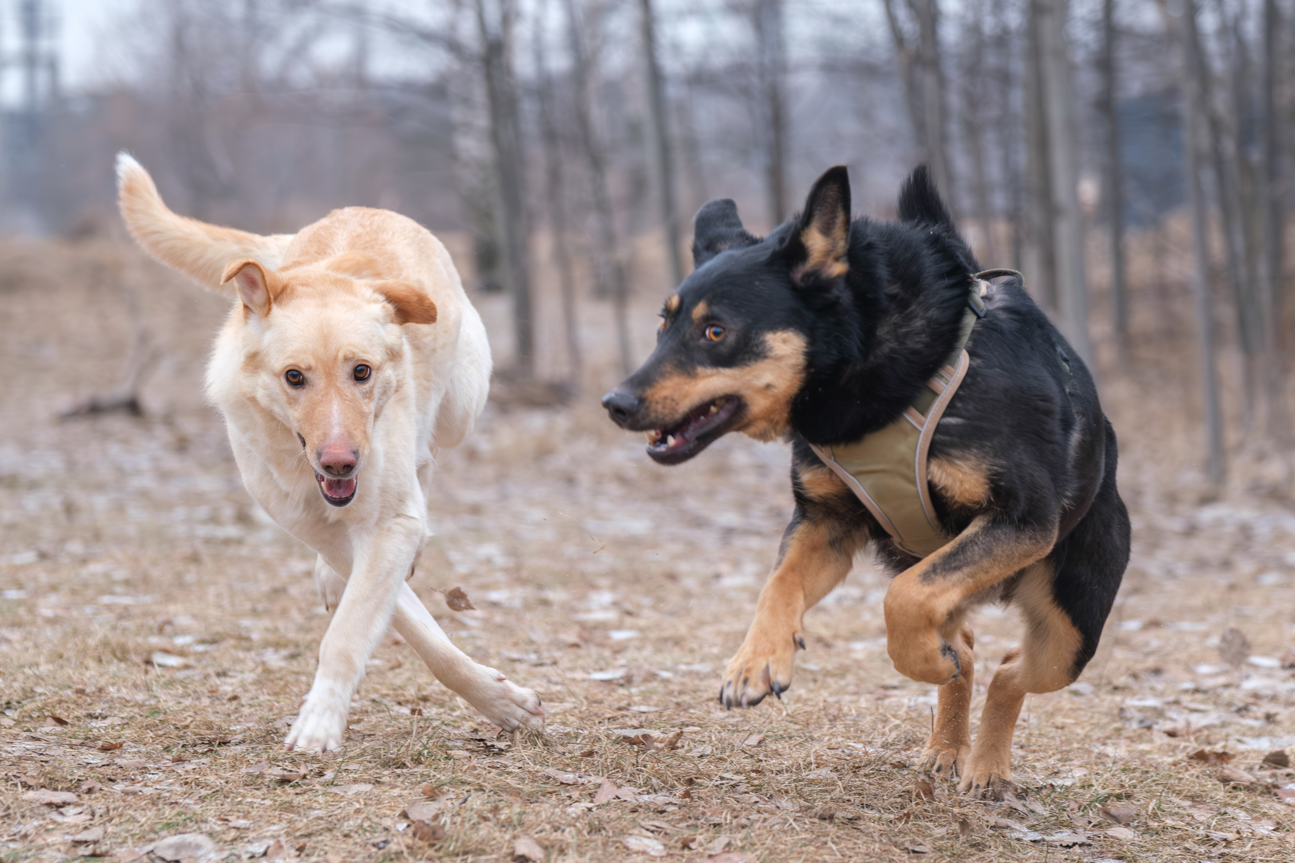 Съемка обитателей Некрасовского приюта для пристройства!. Зоофотограф, фотограф животных в Москве и области Дина Дамоцева