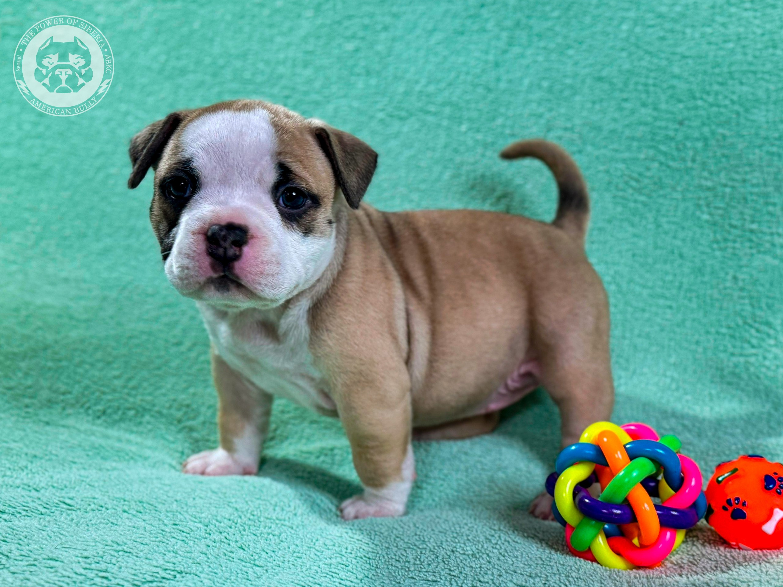 Все свободные щенки. Американский Булли в г. Ростов-на-Дону. Питомник THE POWER OF SIBERIA